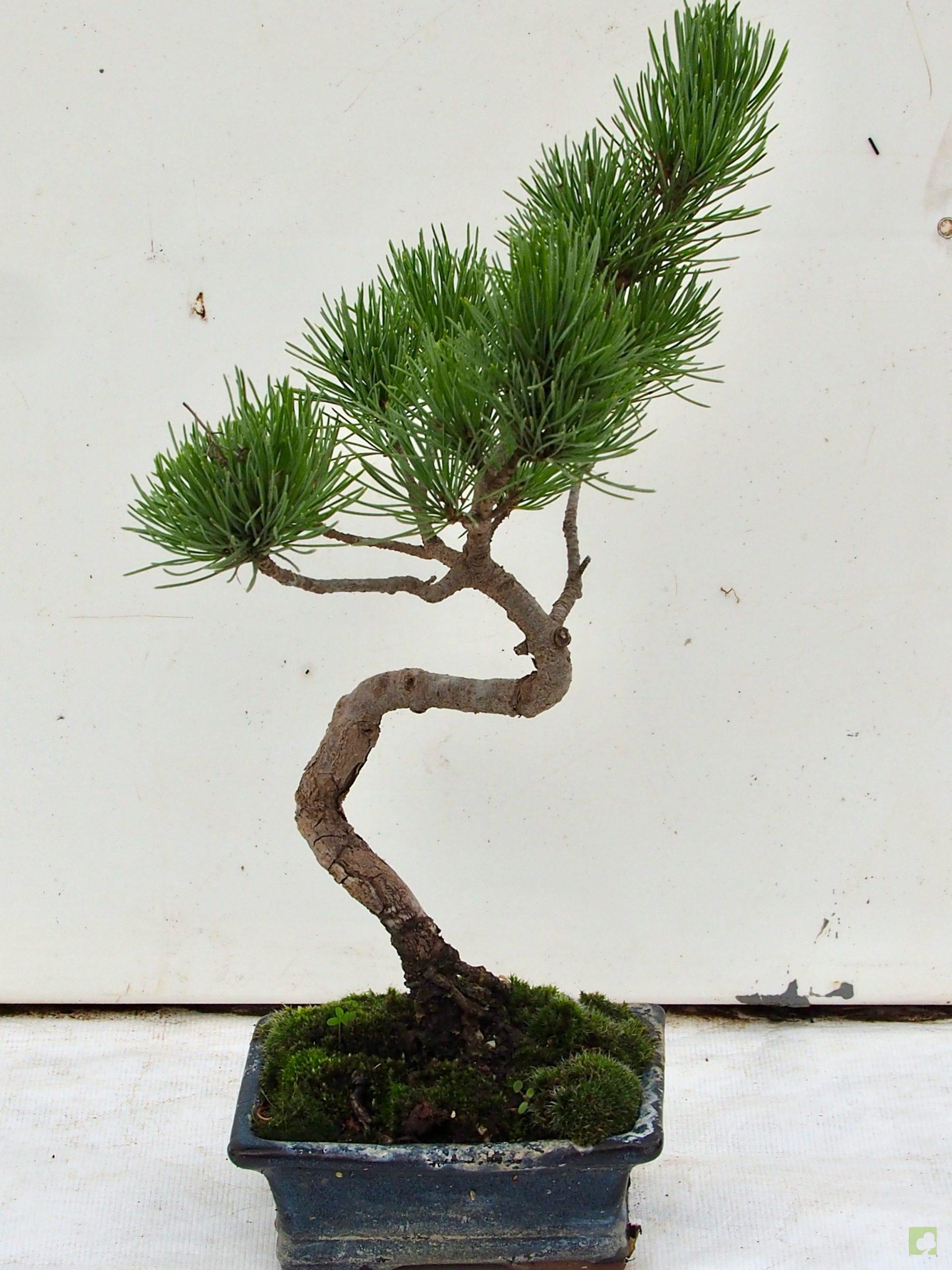 Processed with MOLDIV