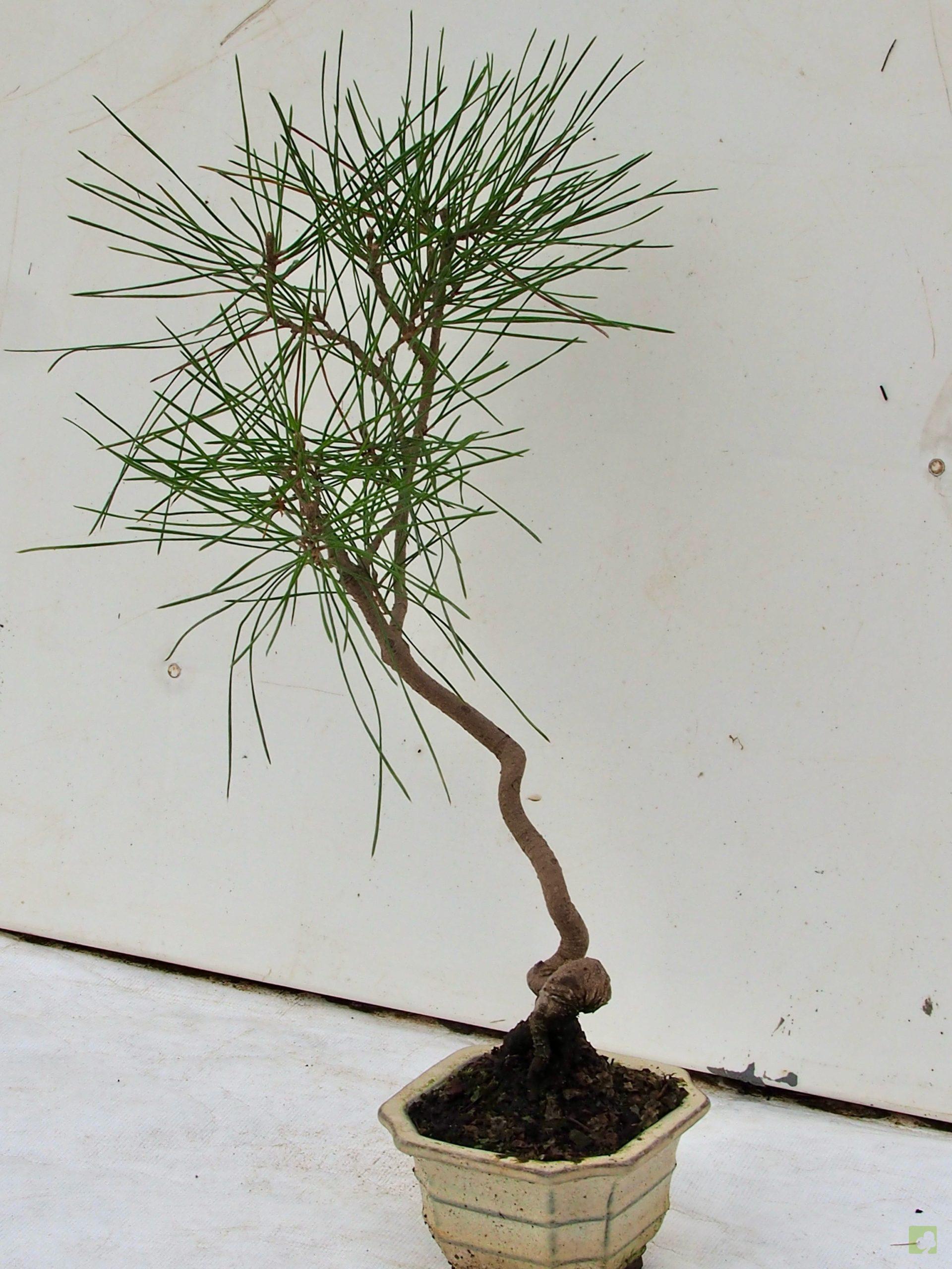 Processed with MOLDIV