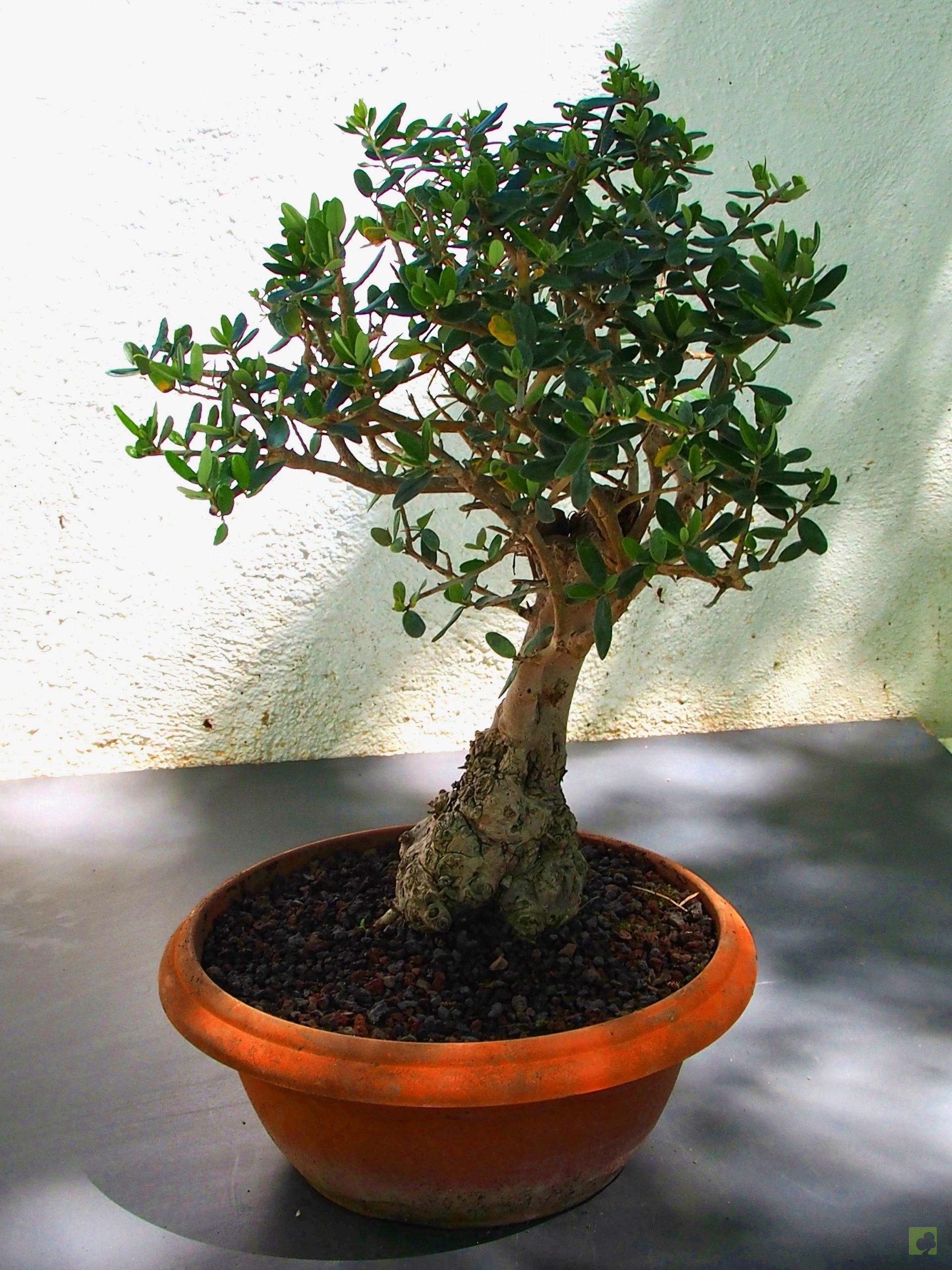 Processed with MOLDIV