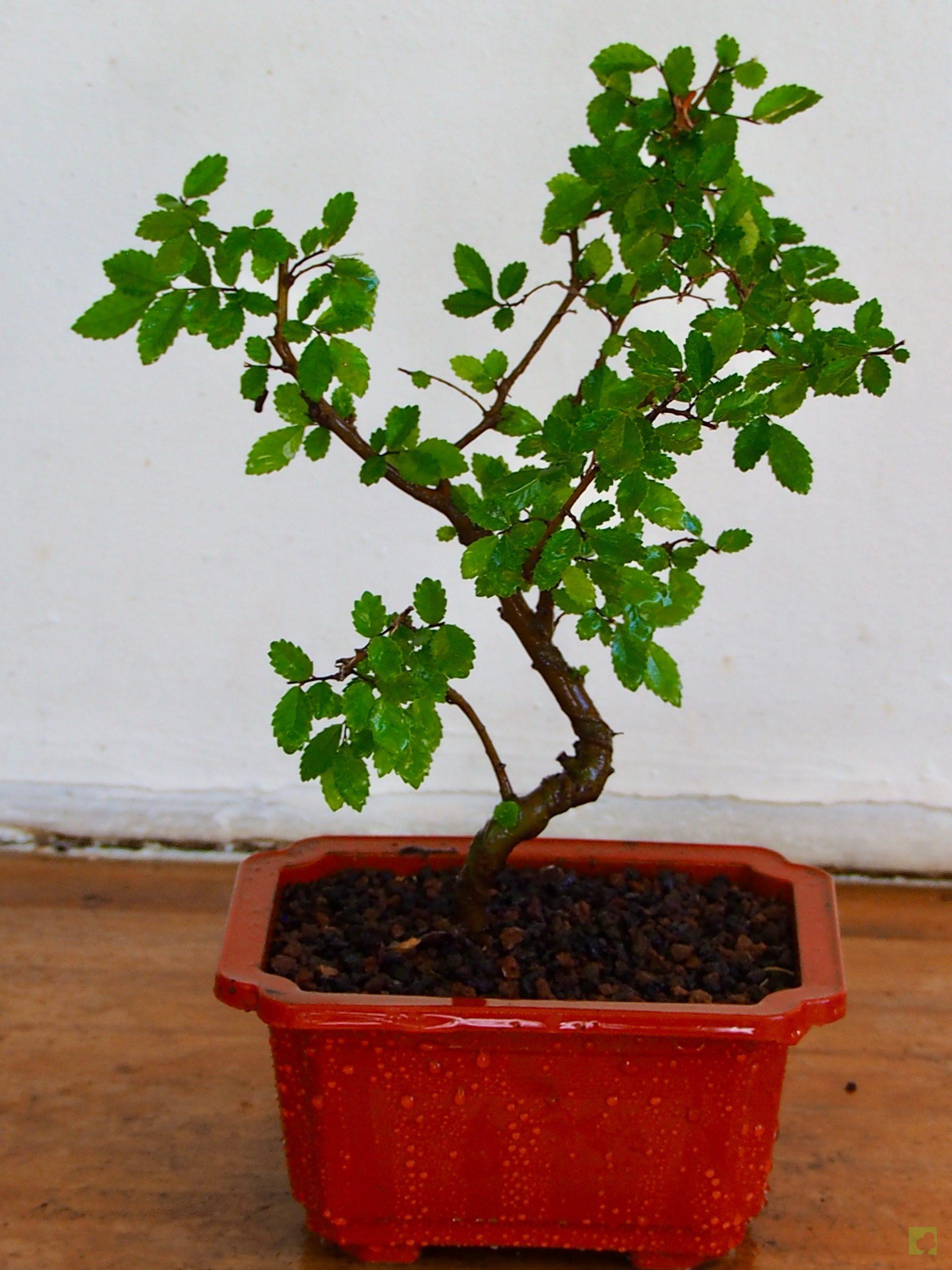 Processed with MOLDIV