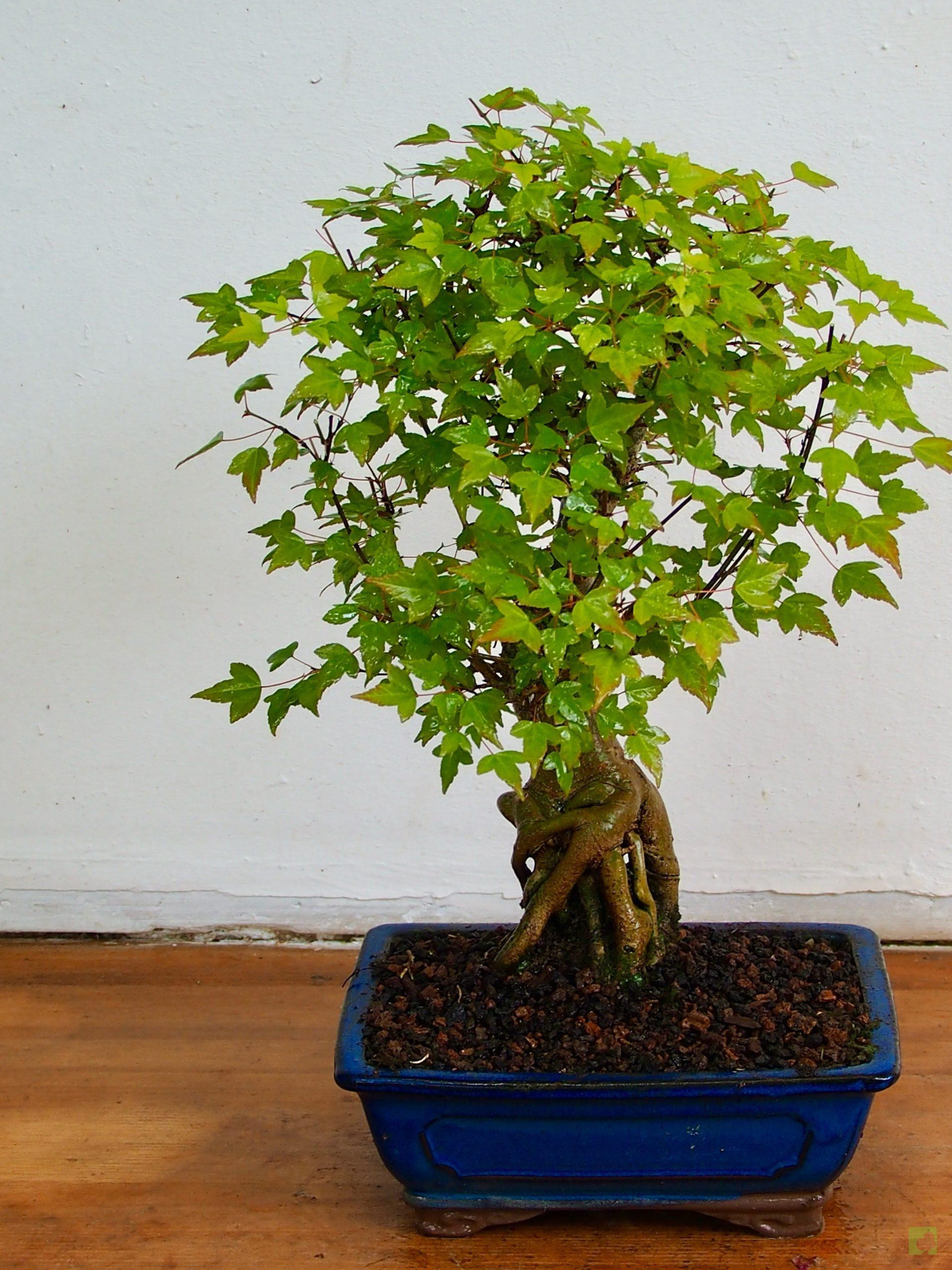 Processed with MOLDIV