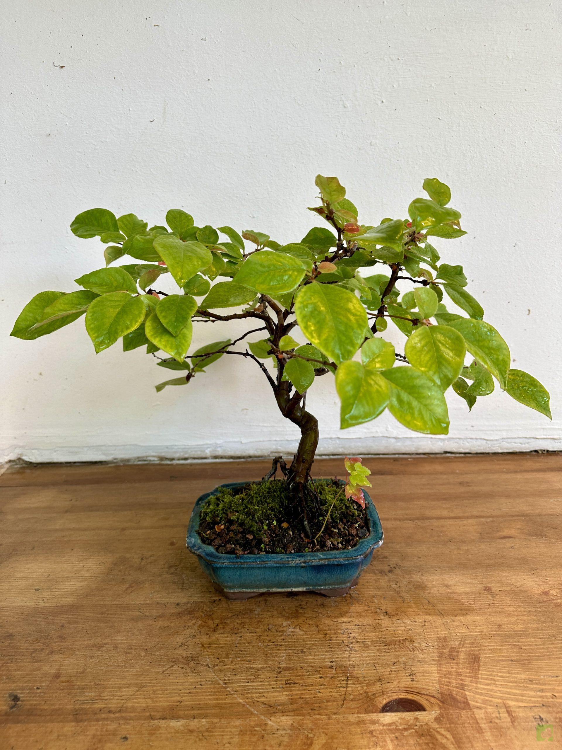 pseudocydonia 120024 (1)