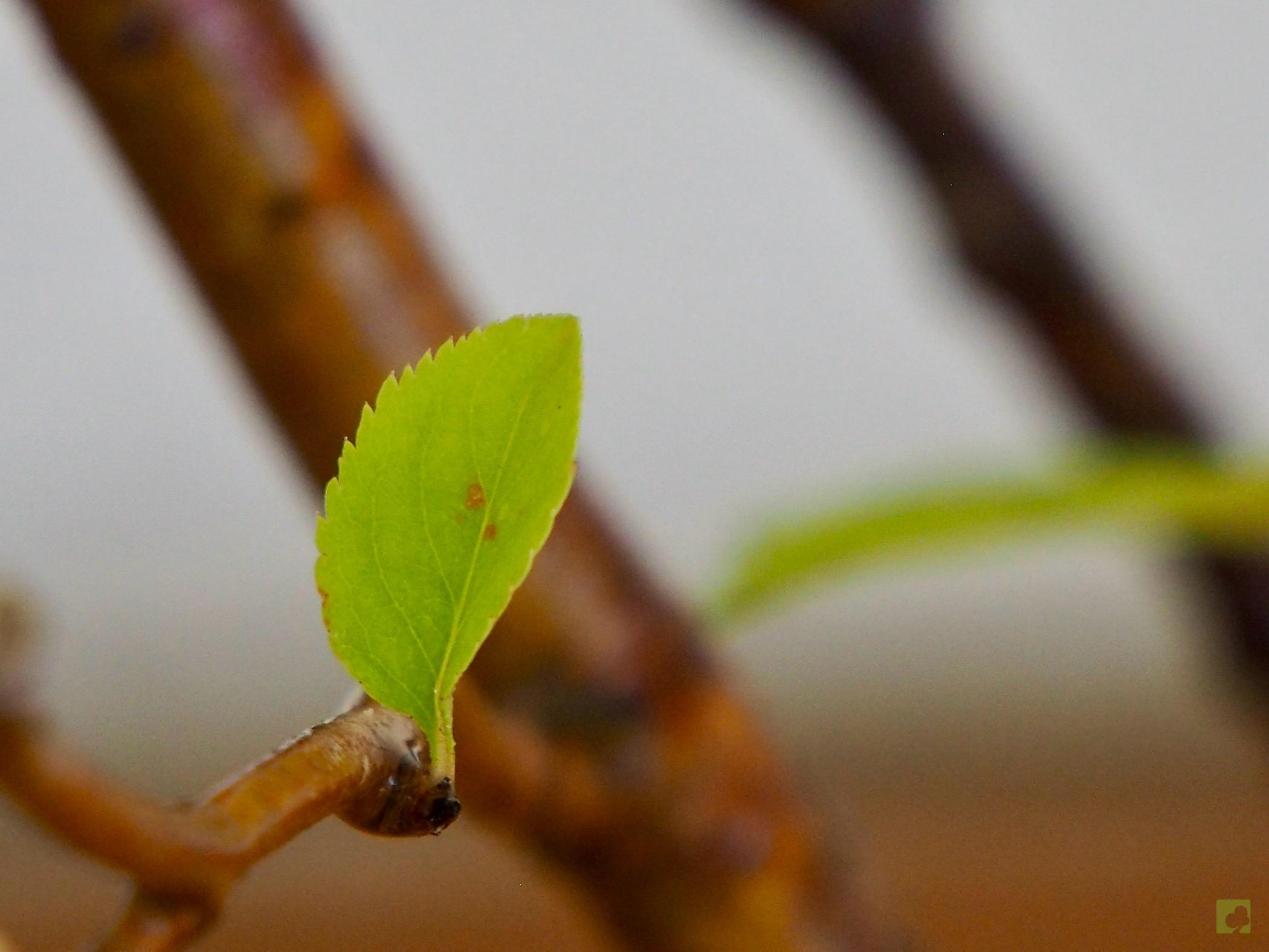 bosque malus70114 (4)