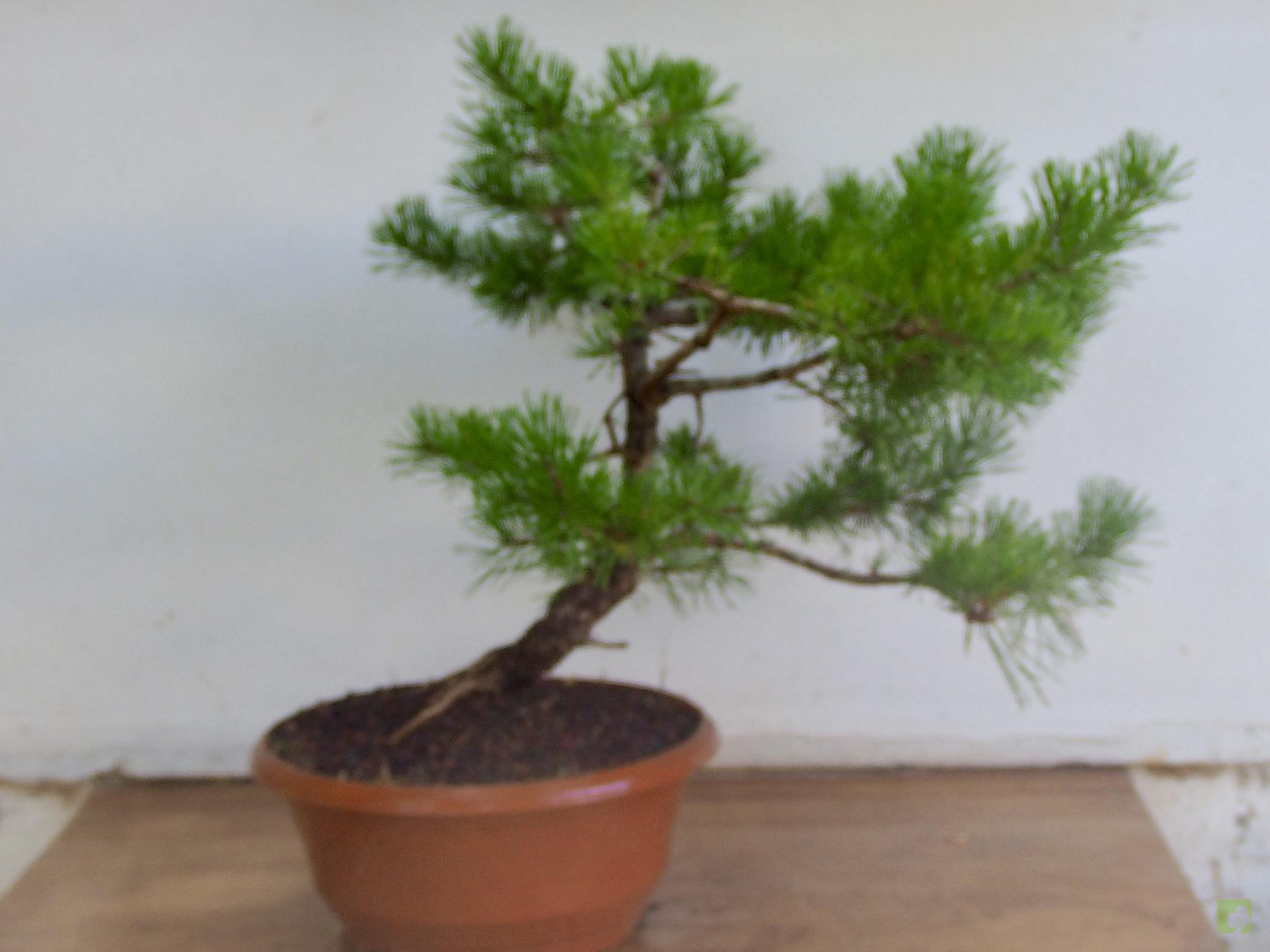 pino silvestre 15219 (8)