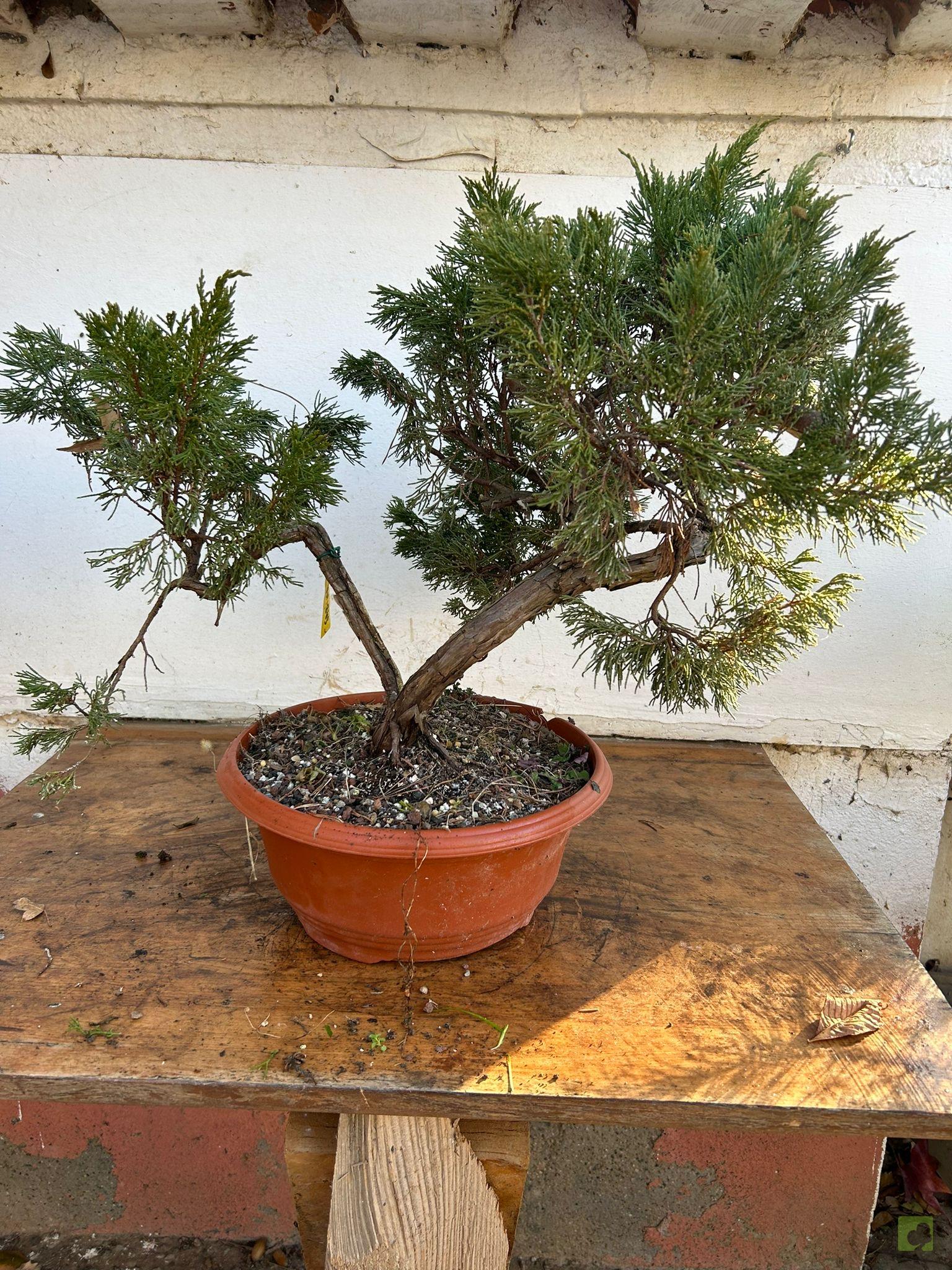 prebonsai sabina (2)