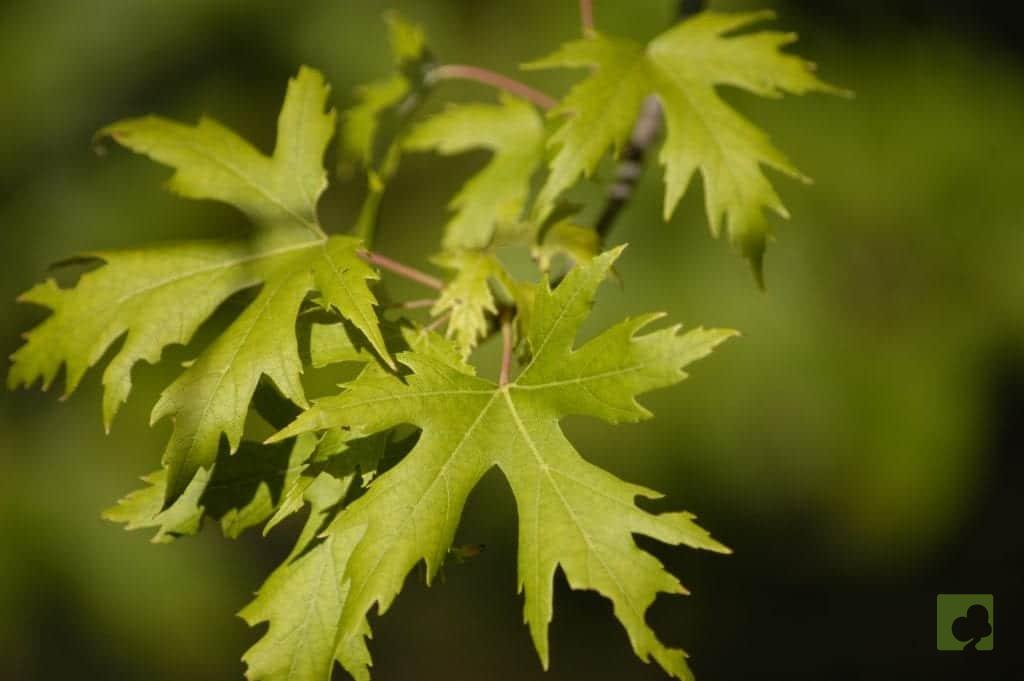 Acer_saccharinum_hojas
