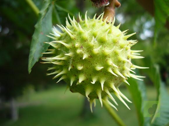 CASTAÑO DE INDIAS 1