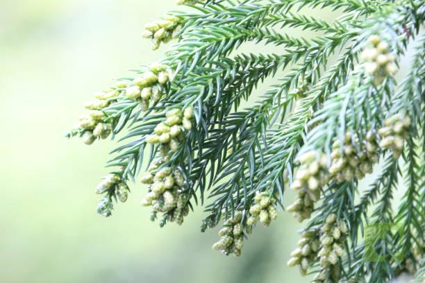 Close up of cedar leaves at Komagane Kogen,Nagano prefecture.