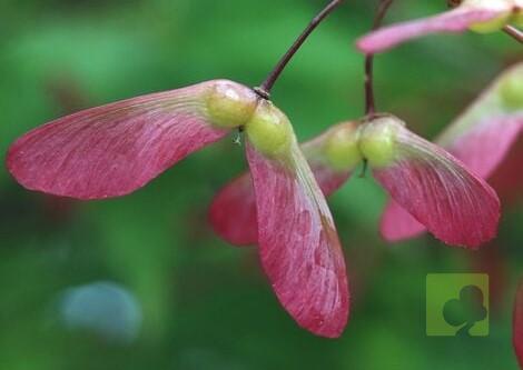 SEMILLAS ARCE GINNALA