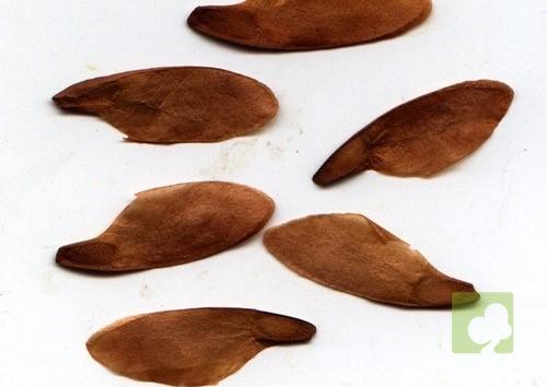 SEMILLAS CEDRO ROJO JAPONES