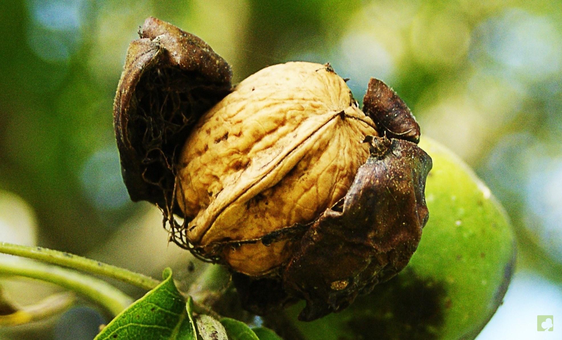 SEMILLAS NOGAL PIRINAICO 1