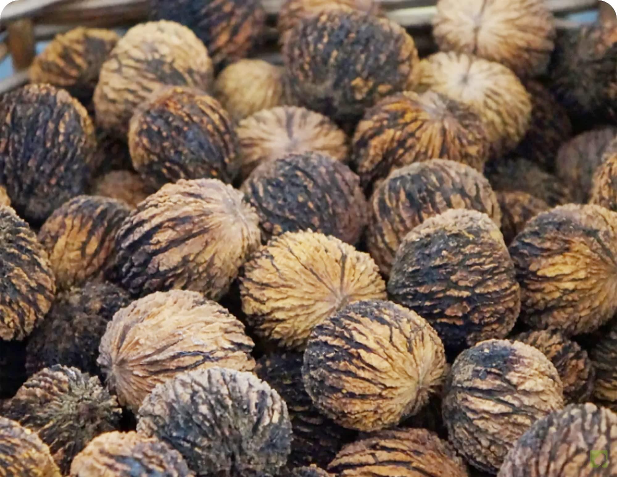 SEMILLAS NOGAL PIRINAICO