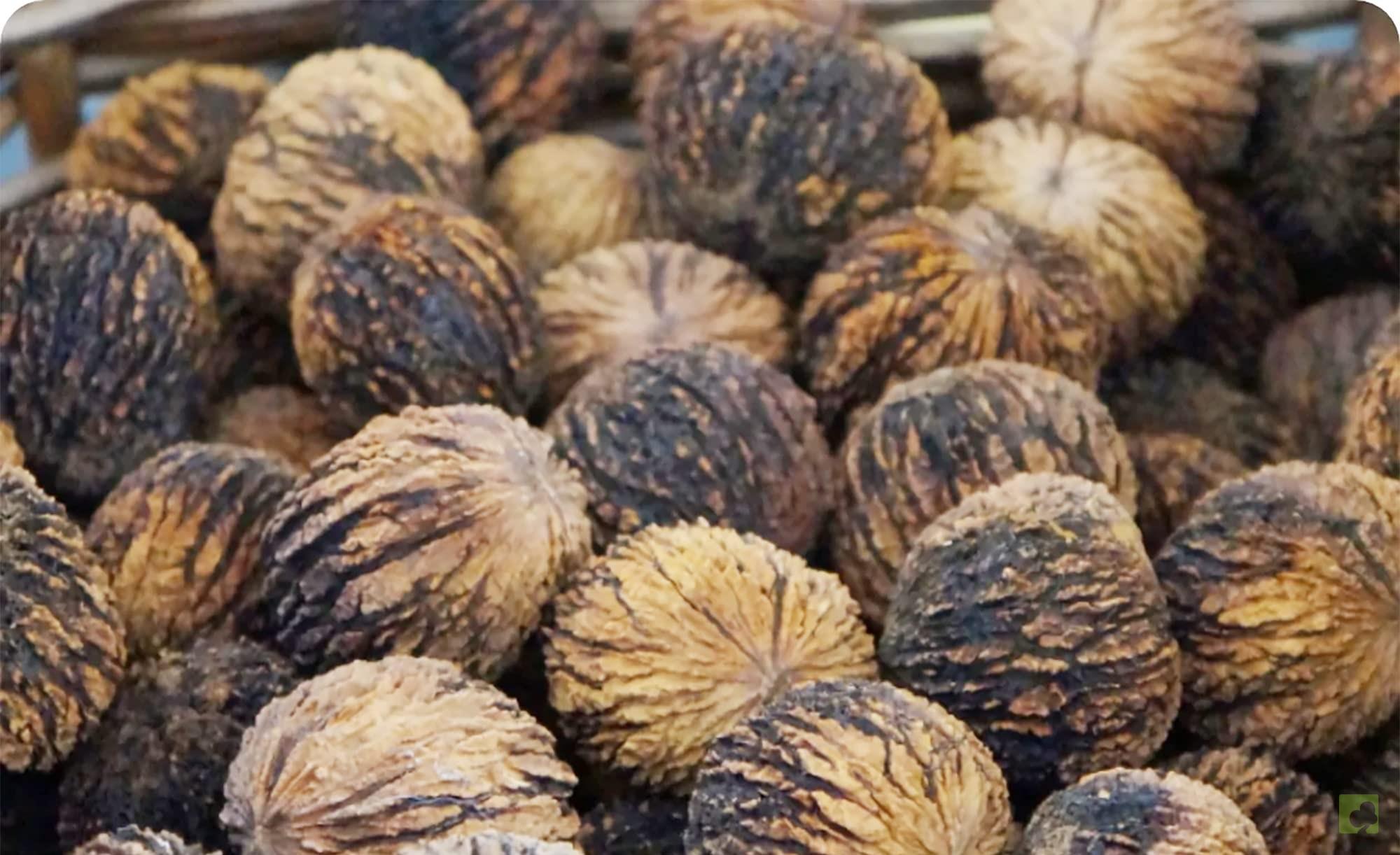 SEMILLAS NOGAL PIRINAICO