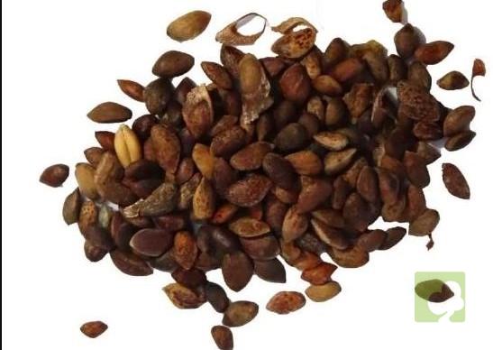 SEMILLAS PINO ROJO JAPONES