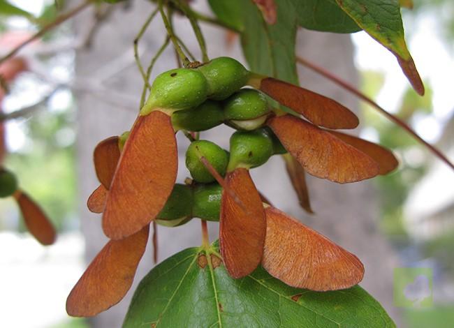 acer-saccharum-SEMILLAS