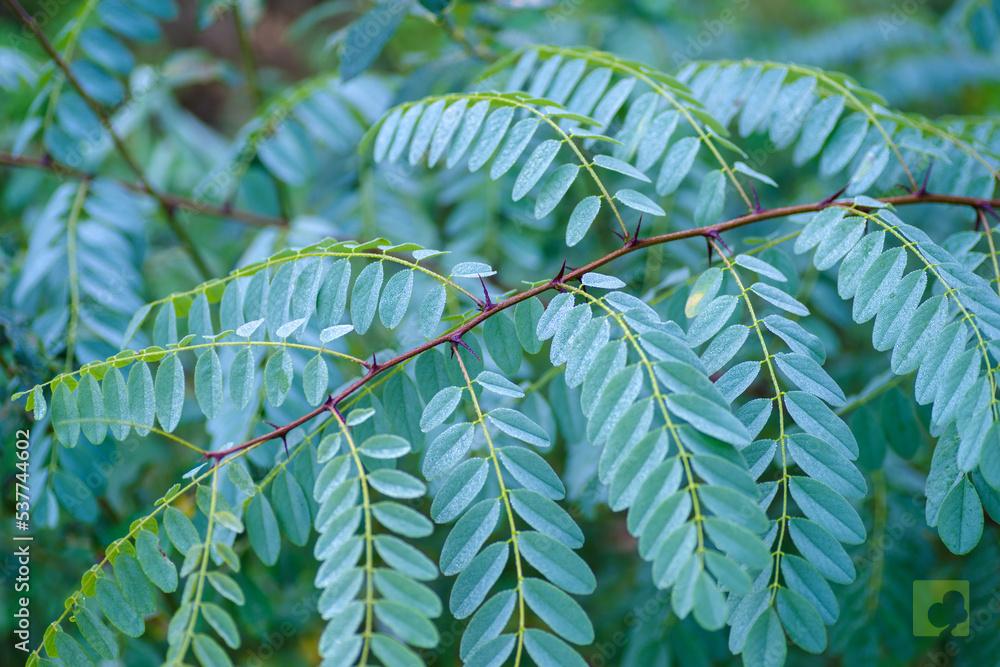 HOJA ACACIA