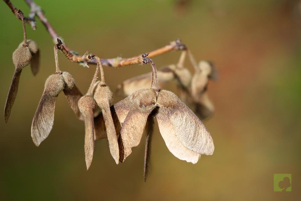 SEMILLAS MIKAWA YATSUBUSA