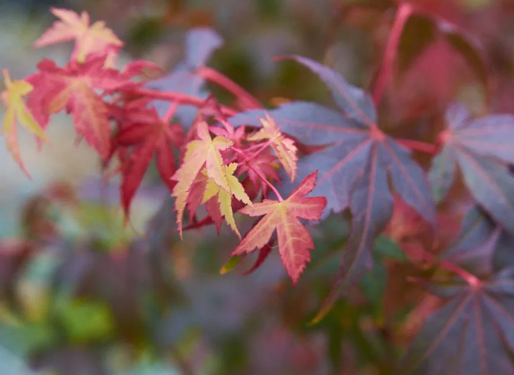 acer-palmatum-mikawa-yatsubusa-11-10-web-06_origin_img