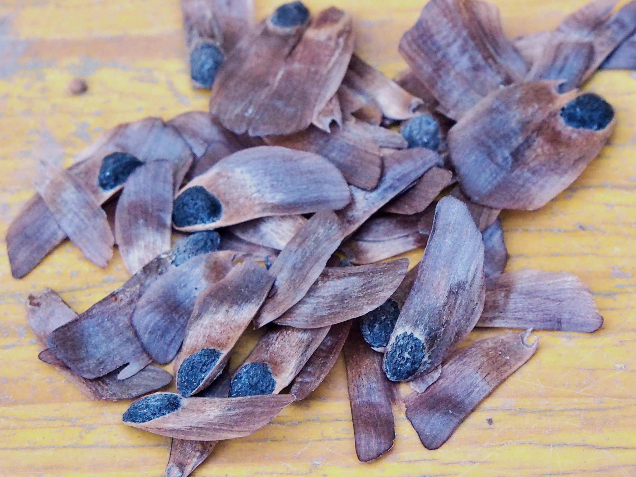 SEMILLAS PINUS RADIATA 15U. - Bonsais Viveros