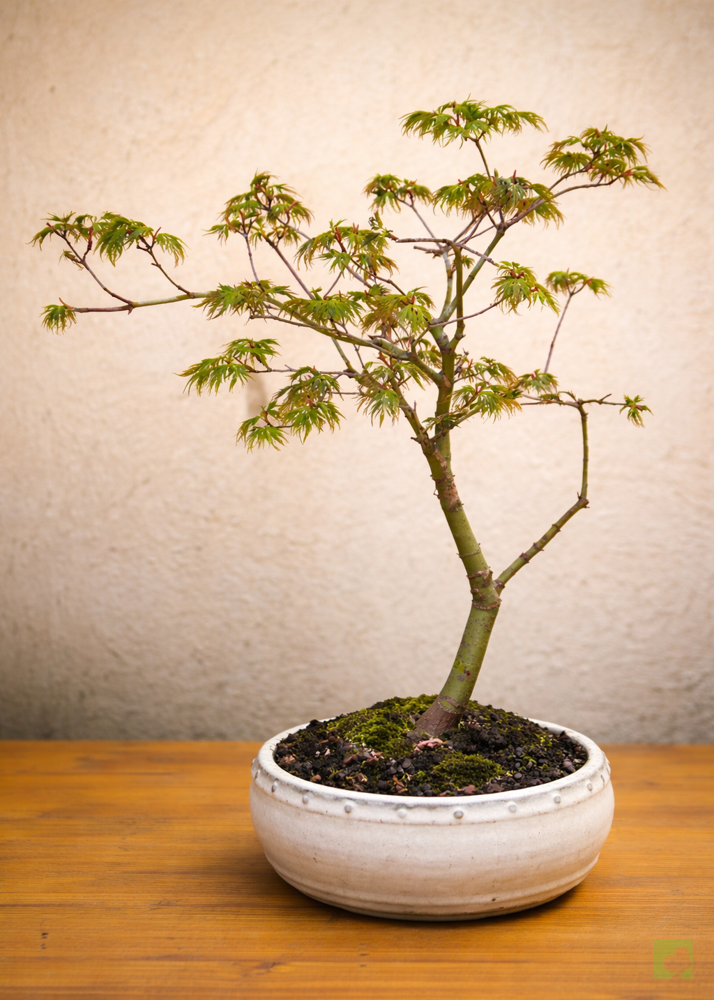 Bonsái de arce japonés en maceta