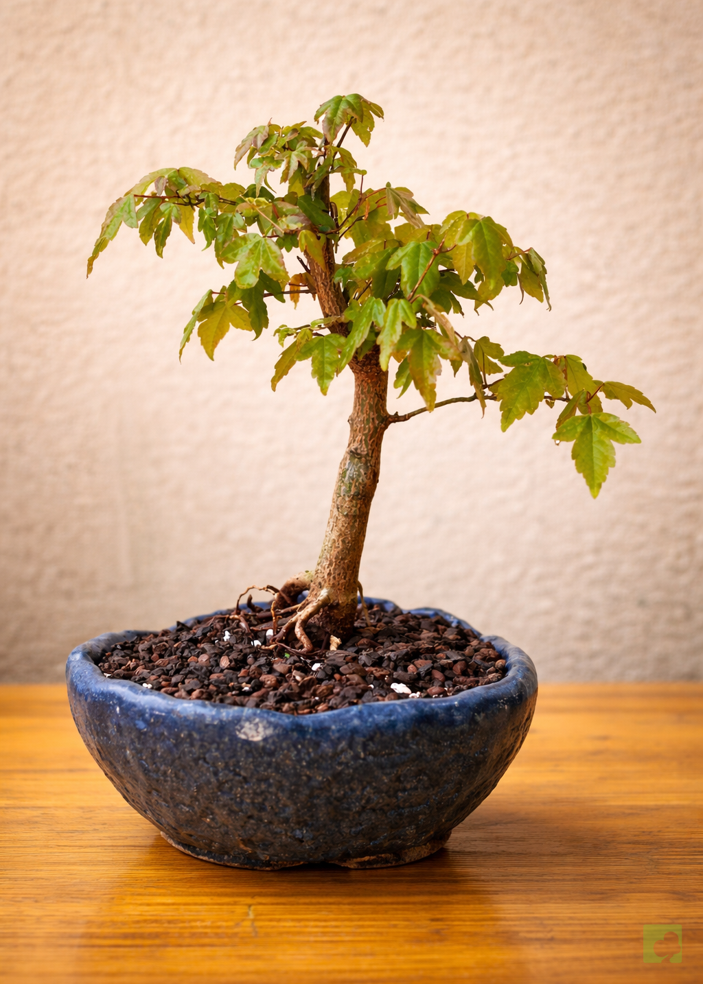 Bonsái en maceta azul cerámica