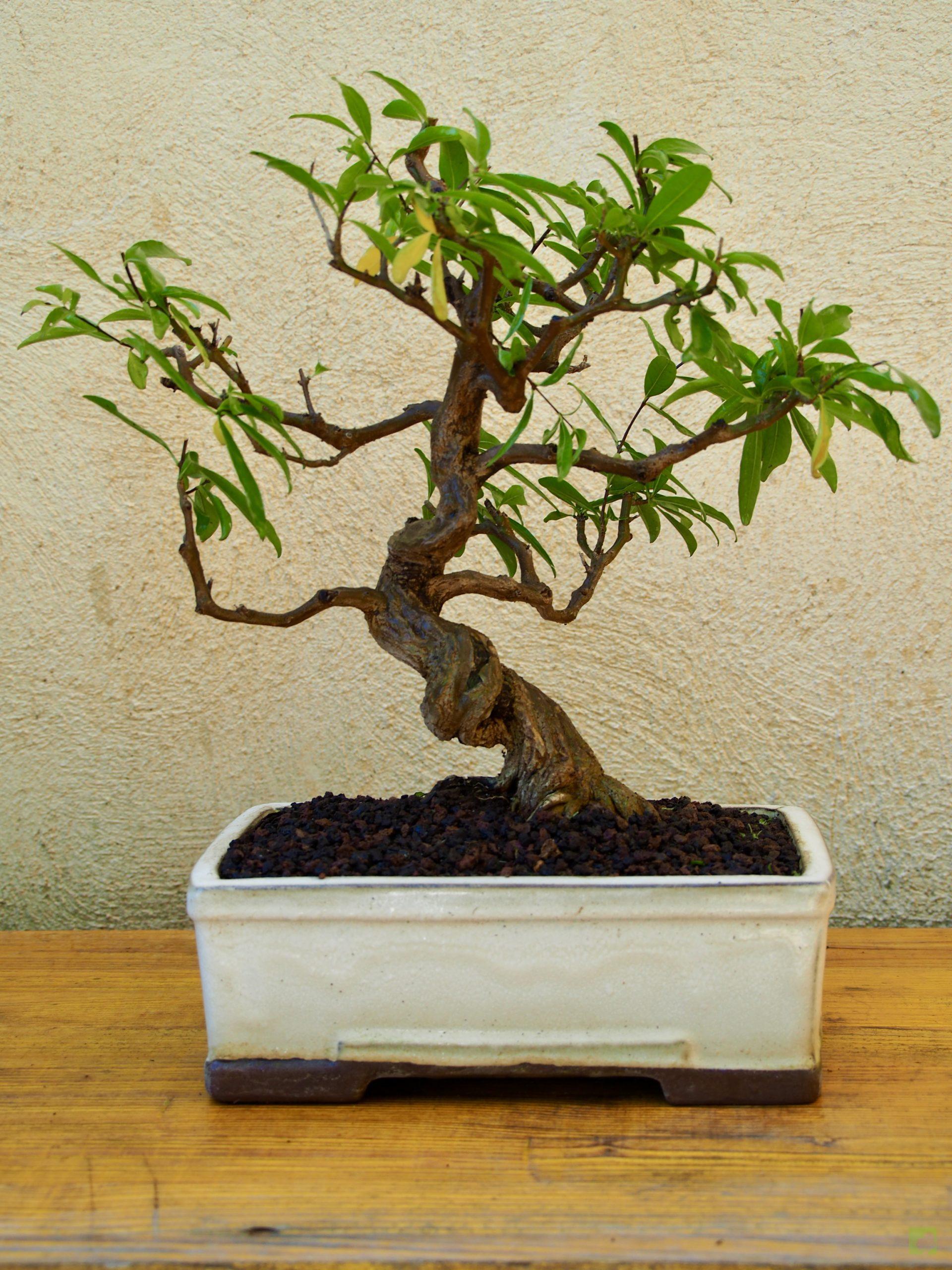 GRANADO NEJIKAN 28500 (1)