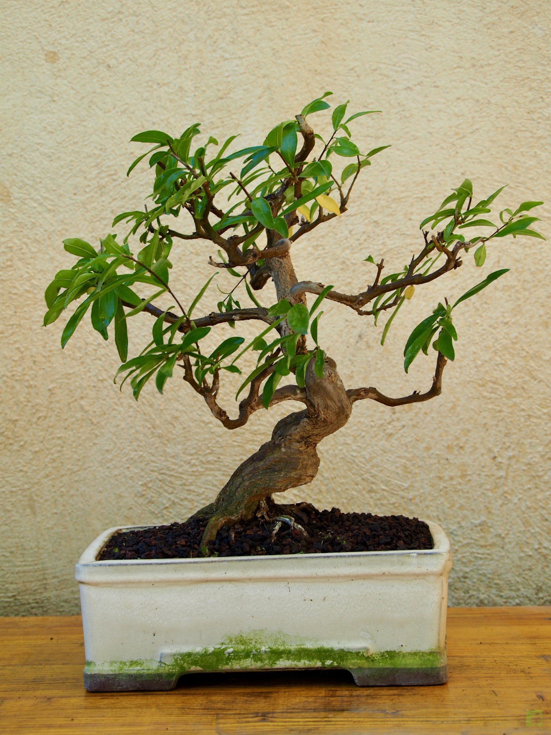 GRANADO NEJIKAN 28500 (4)