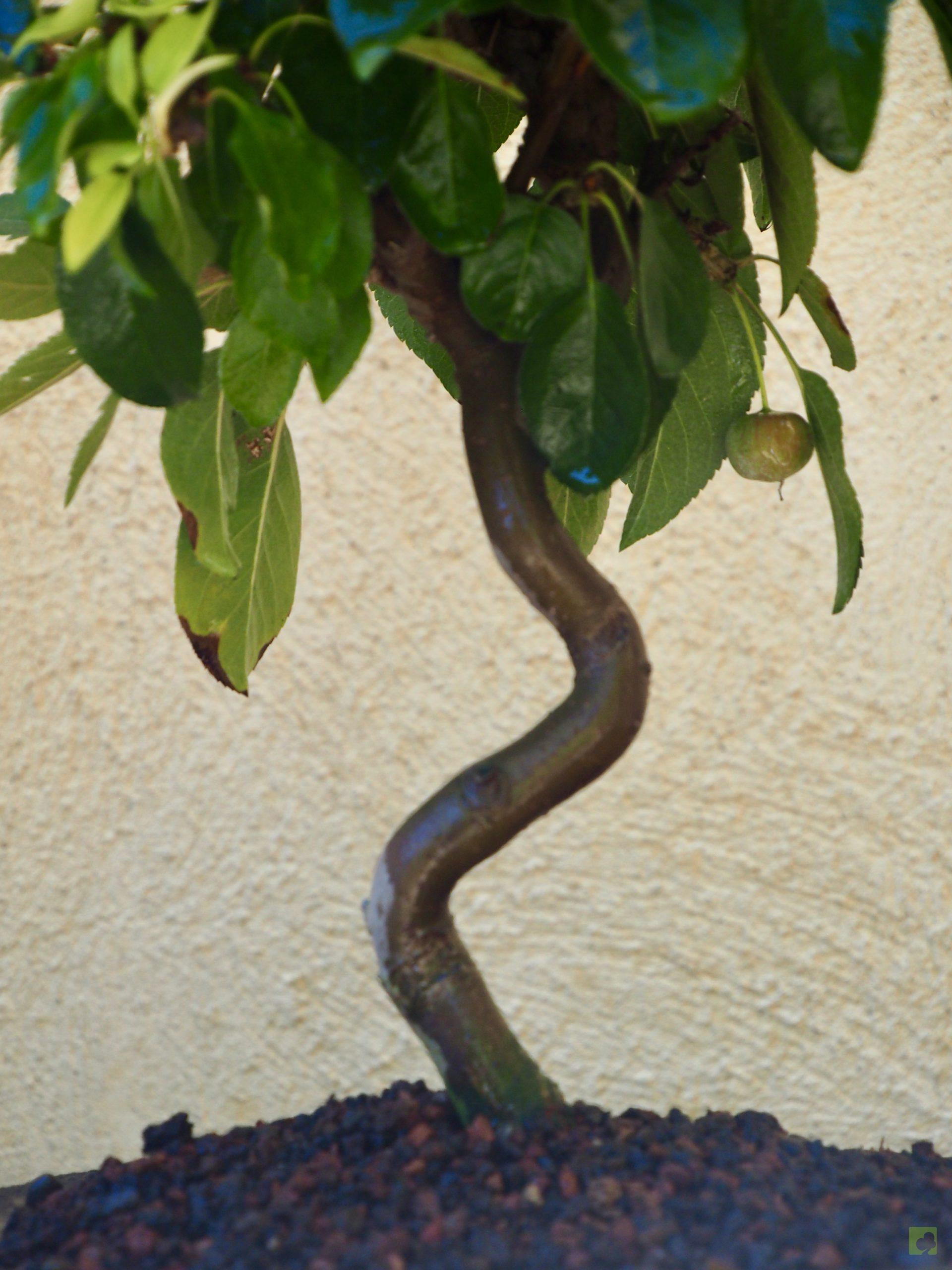 MALUS 9509 (2)