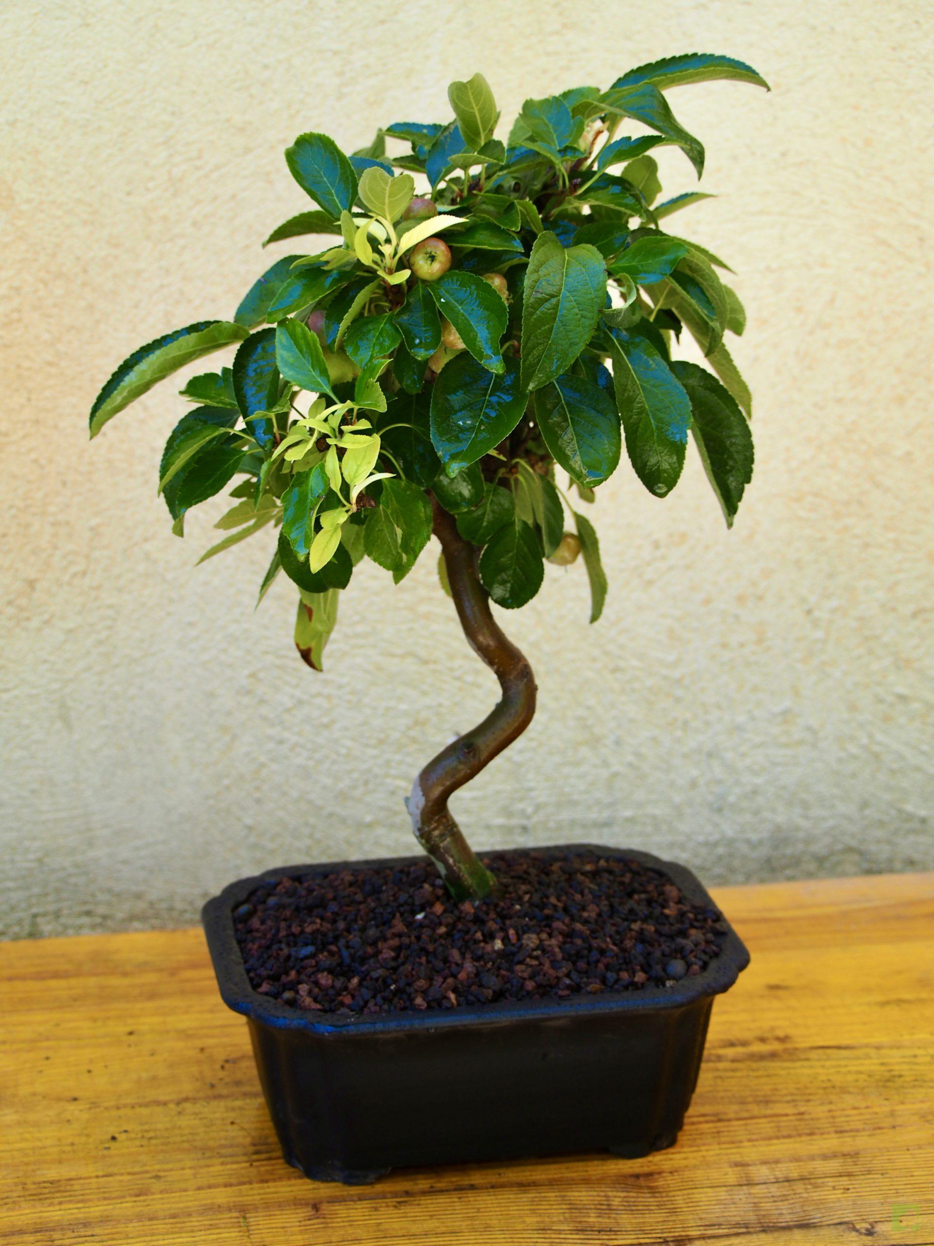 MALUS 9509 (3)