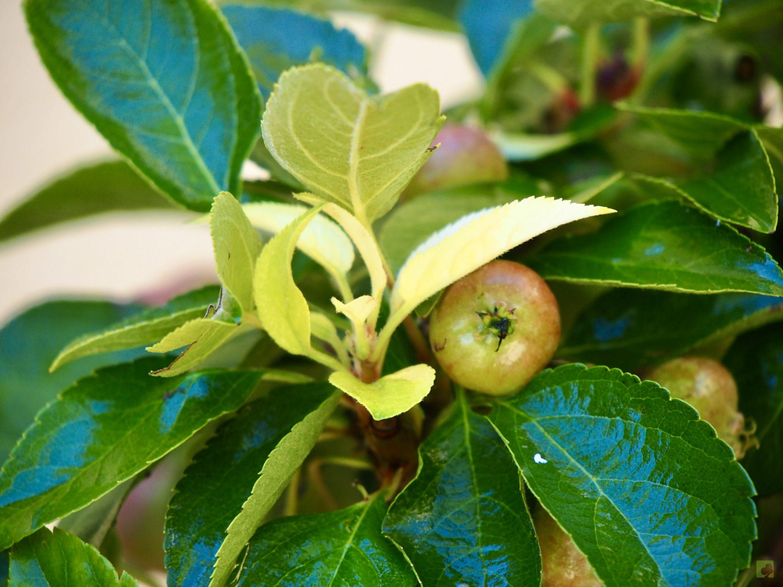 MALUS 9509 (4)