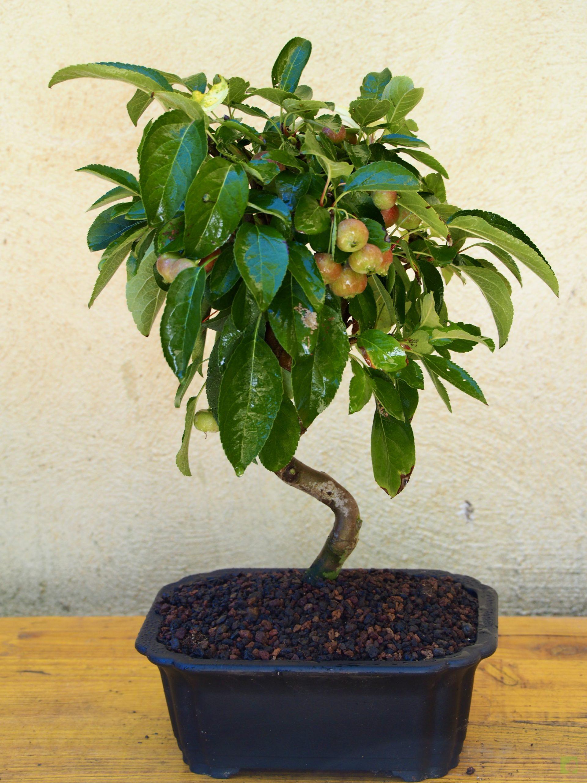 MALUS 9509 (6)