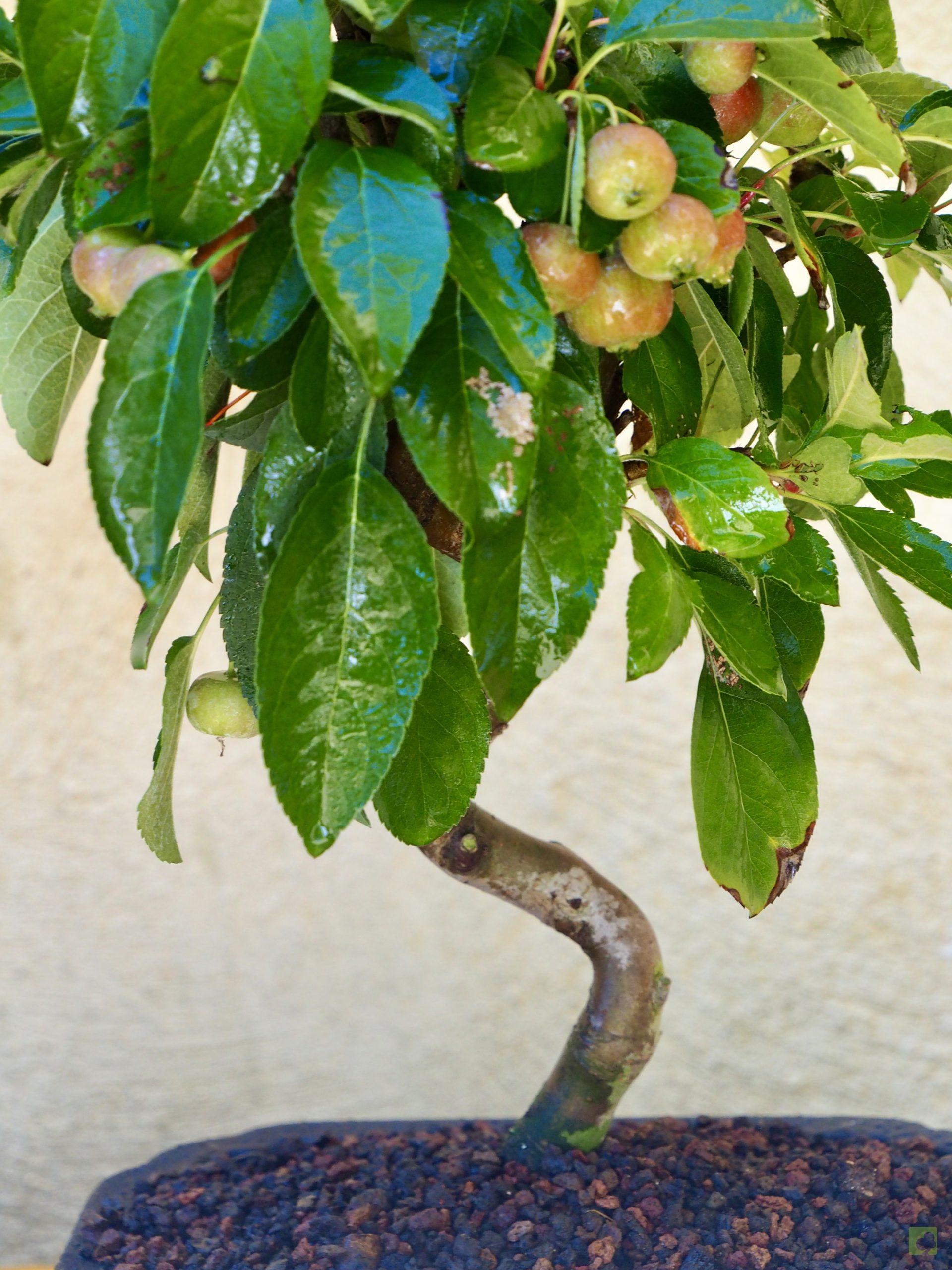MALUS 9509 (7)