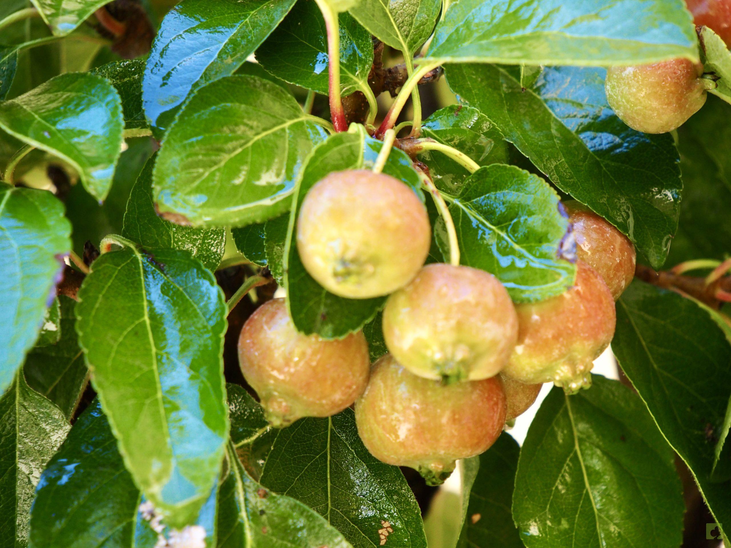 MALUS 9509 (8)