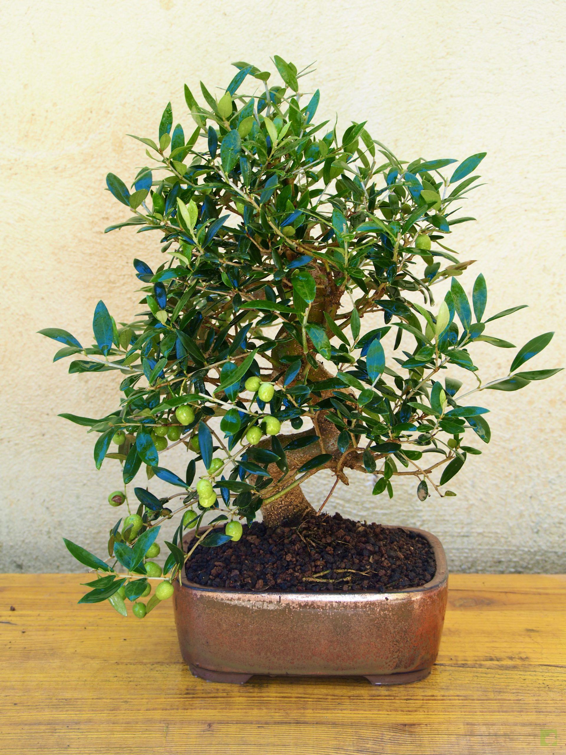 OLIVO 14510 (1)
