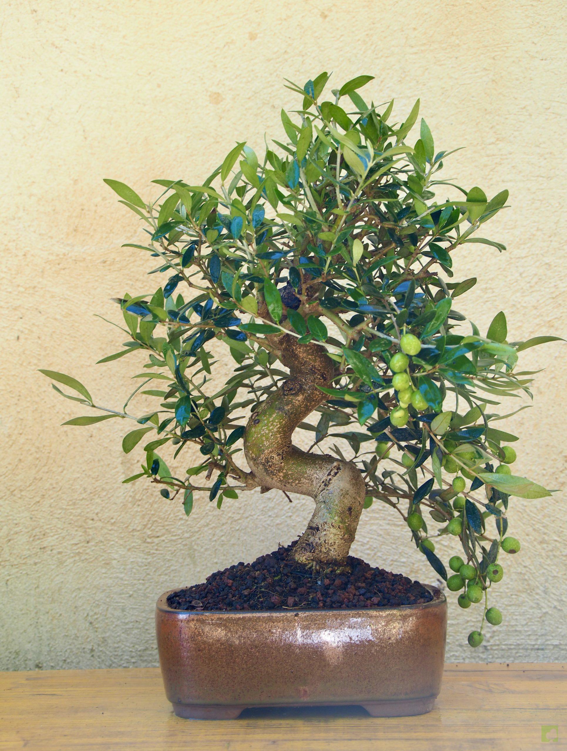 OLIVO 14510 (5)