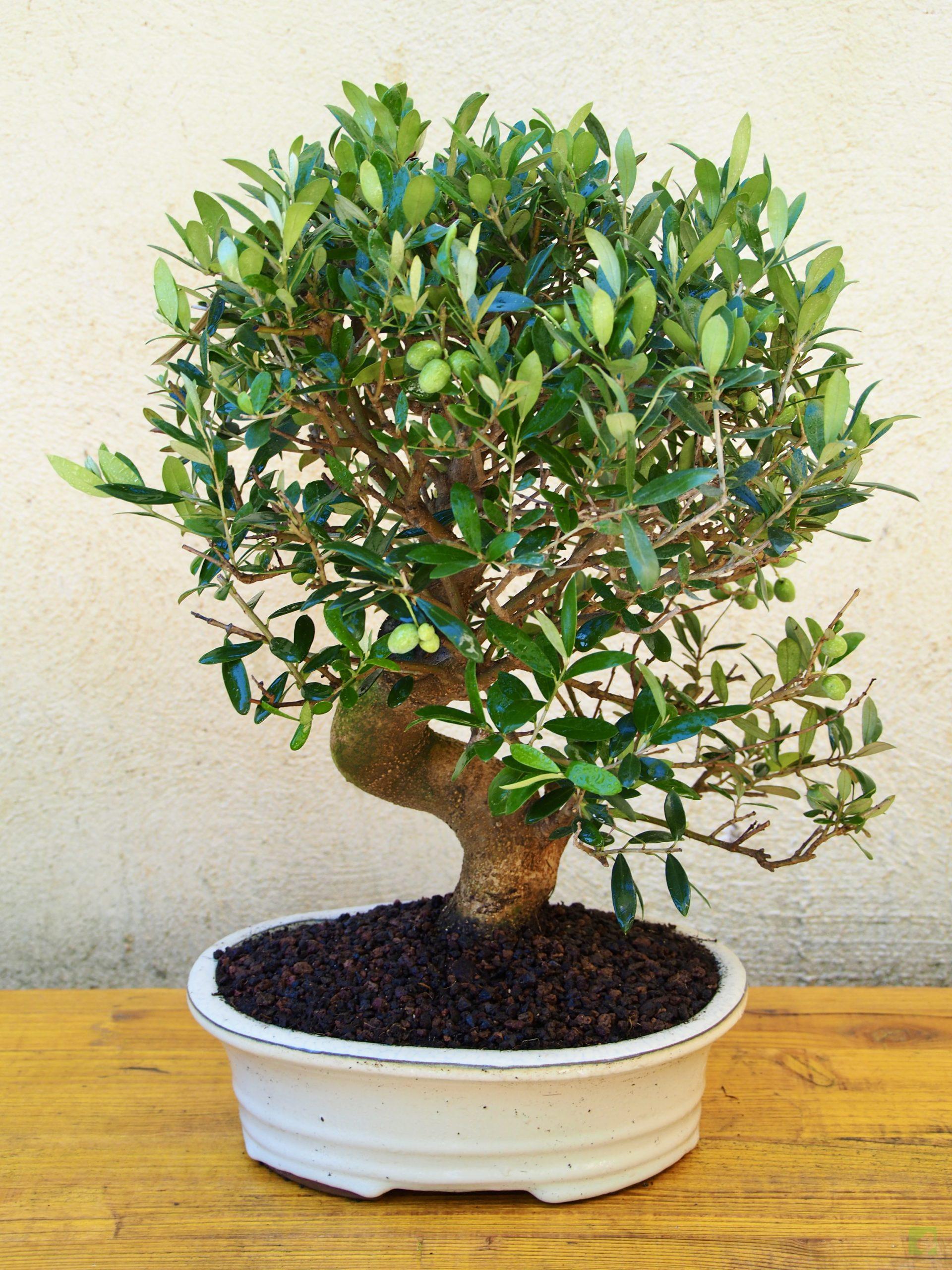 OLIVO17506 (1)