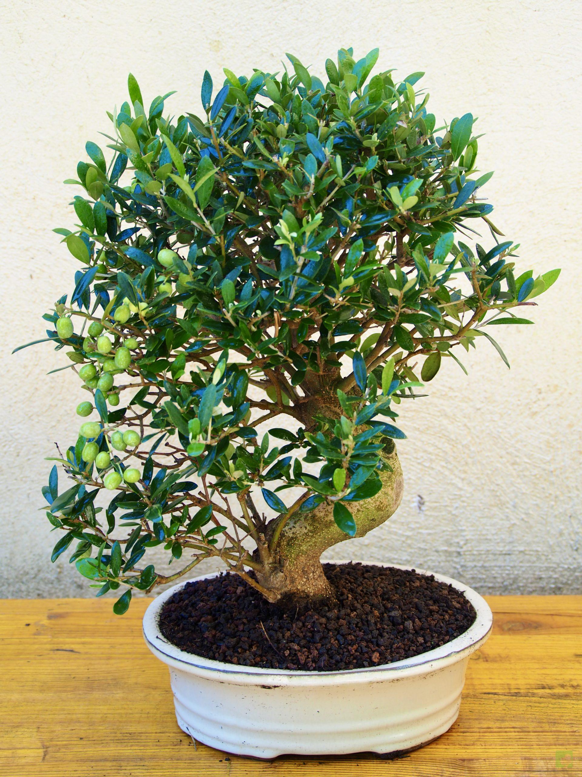 OLIVO17506 (3)