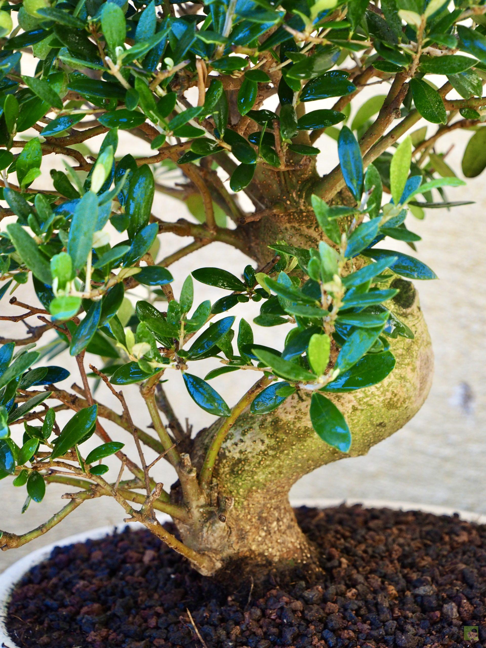 OLIVO17506 (4)