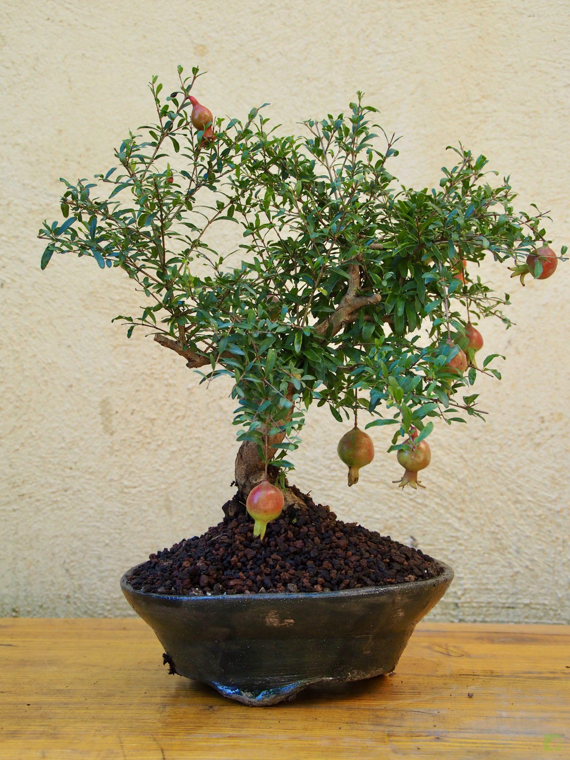 PUNICA GRANATUM 10503 (1)
