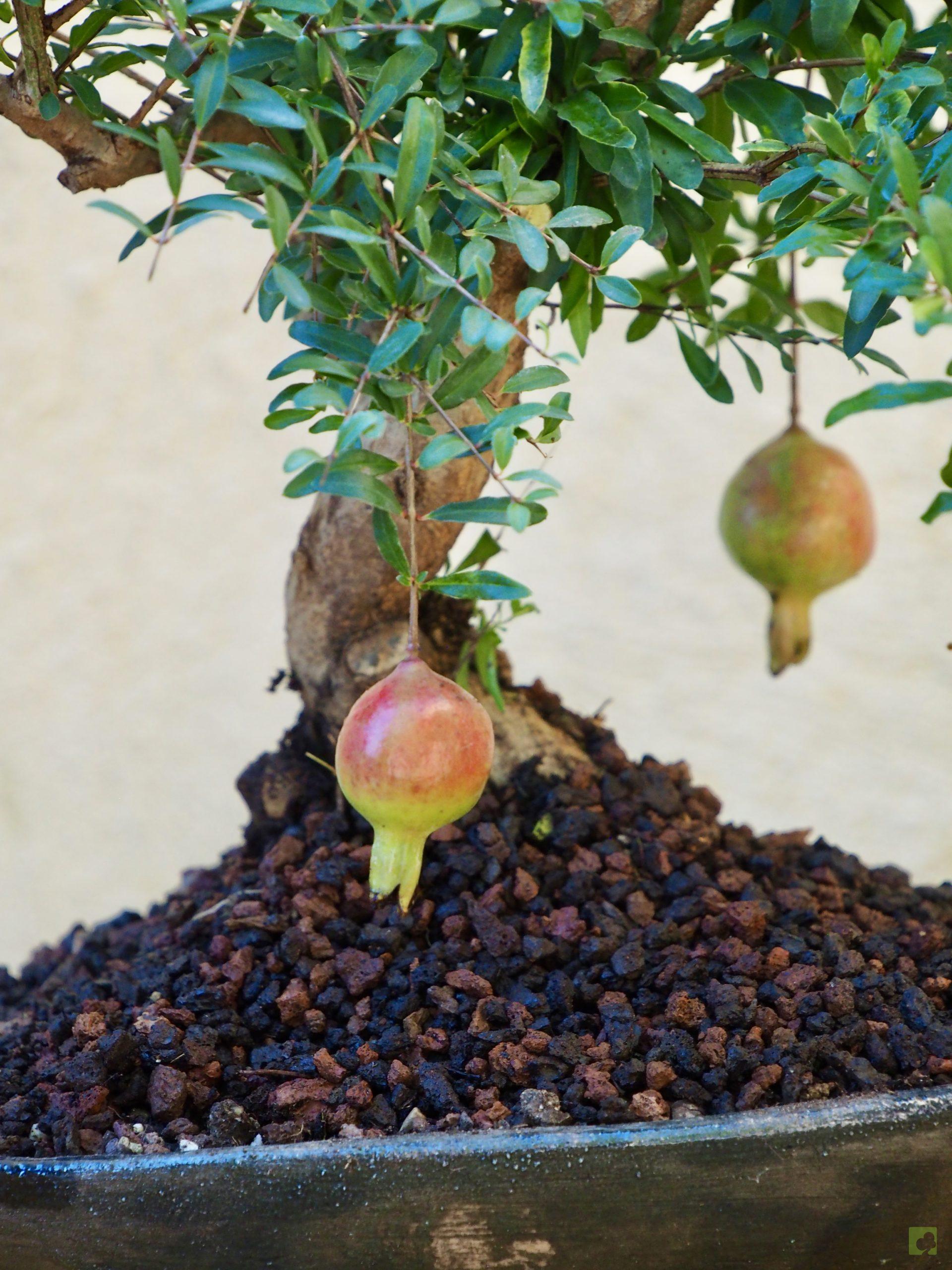 PUNICA GRANATUM 10503 (2)