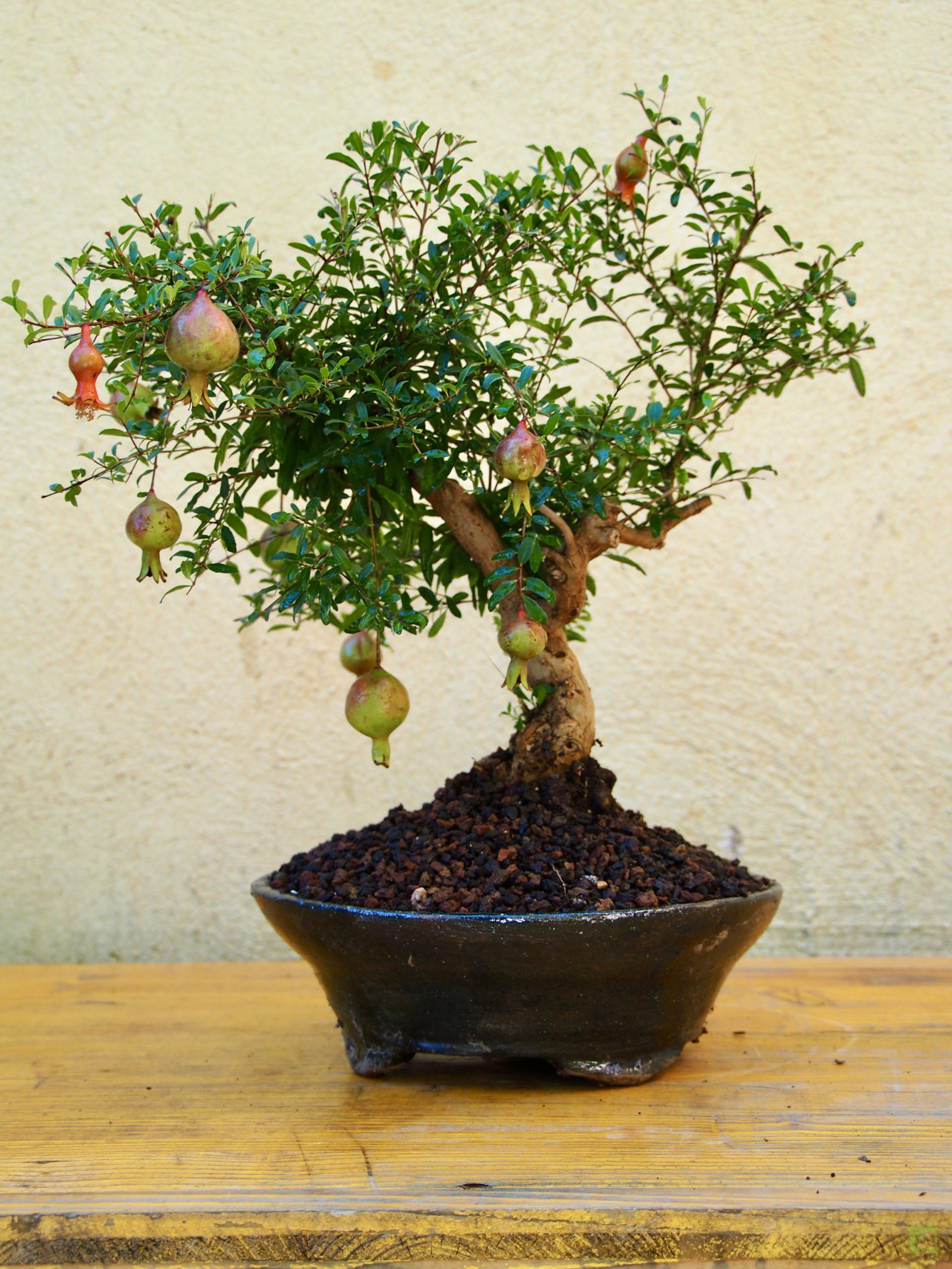 PUNICA GRANATUM 10503 (3)