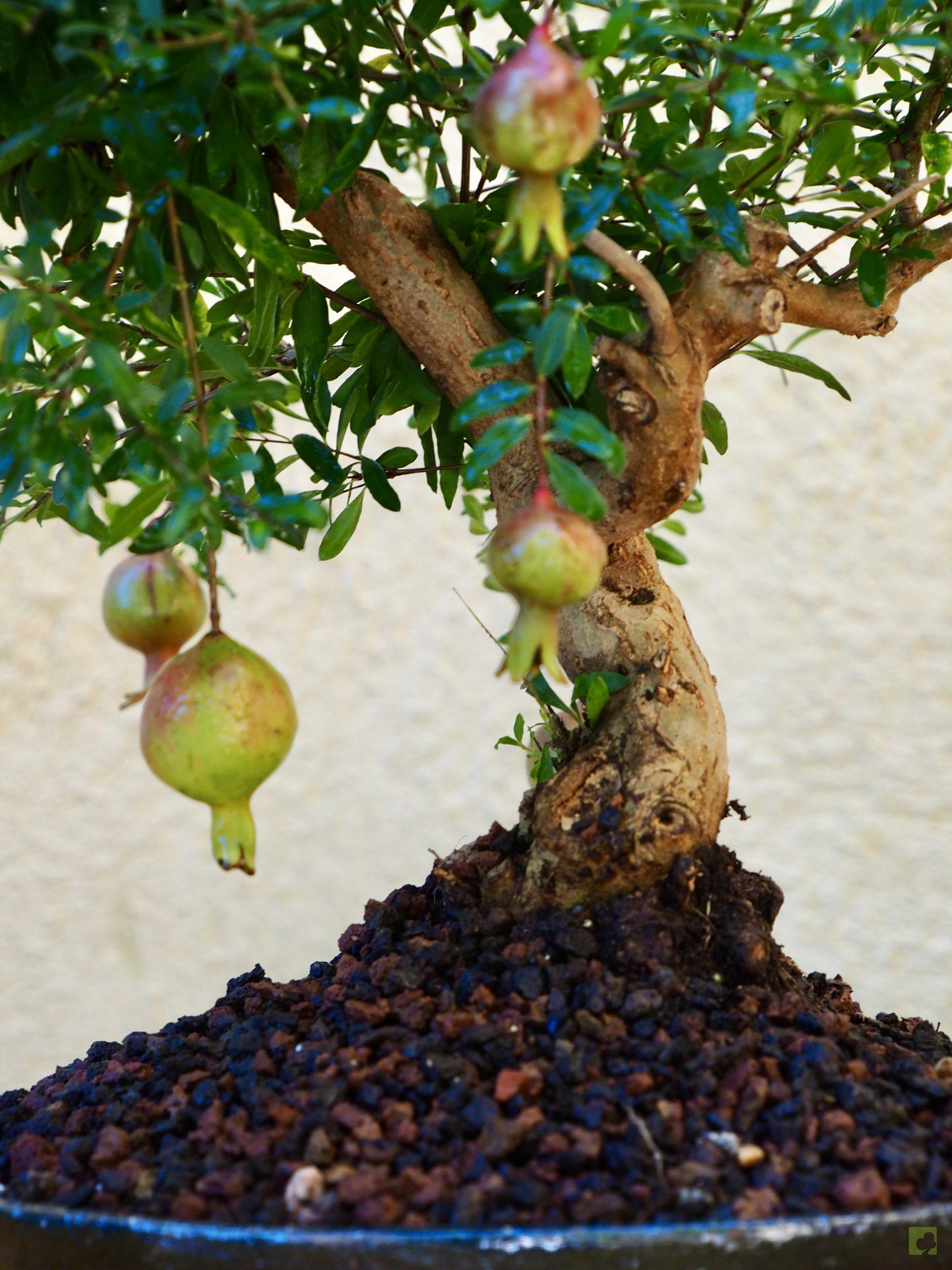 PUNICA GRANATUM 10503 (4)