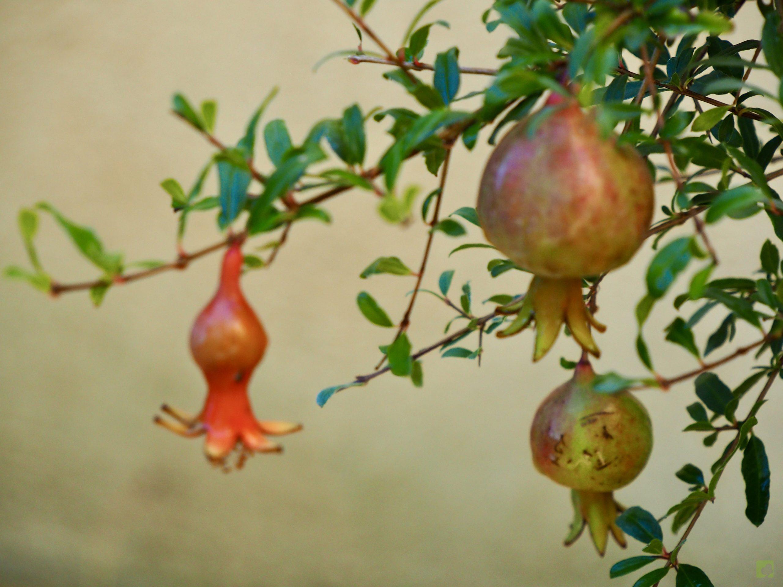 PUNICA GRANATUM 10503 (5)