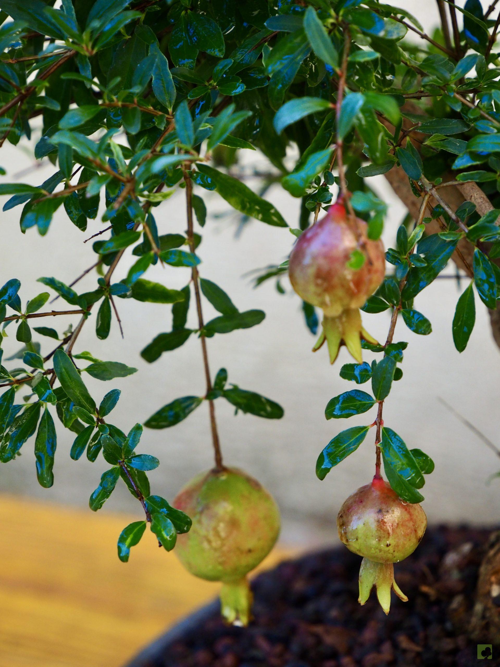 PUNICA GRANATUM 10503 (6)
