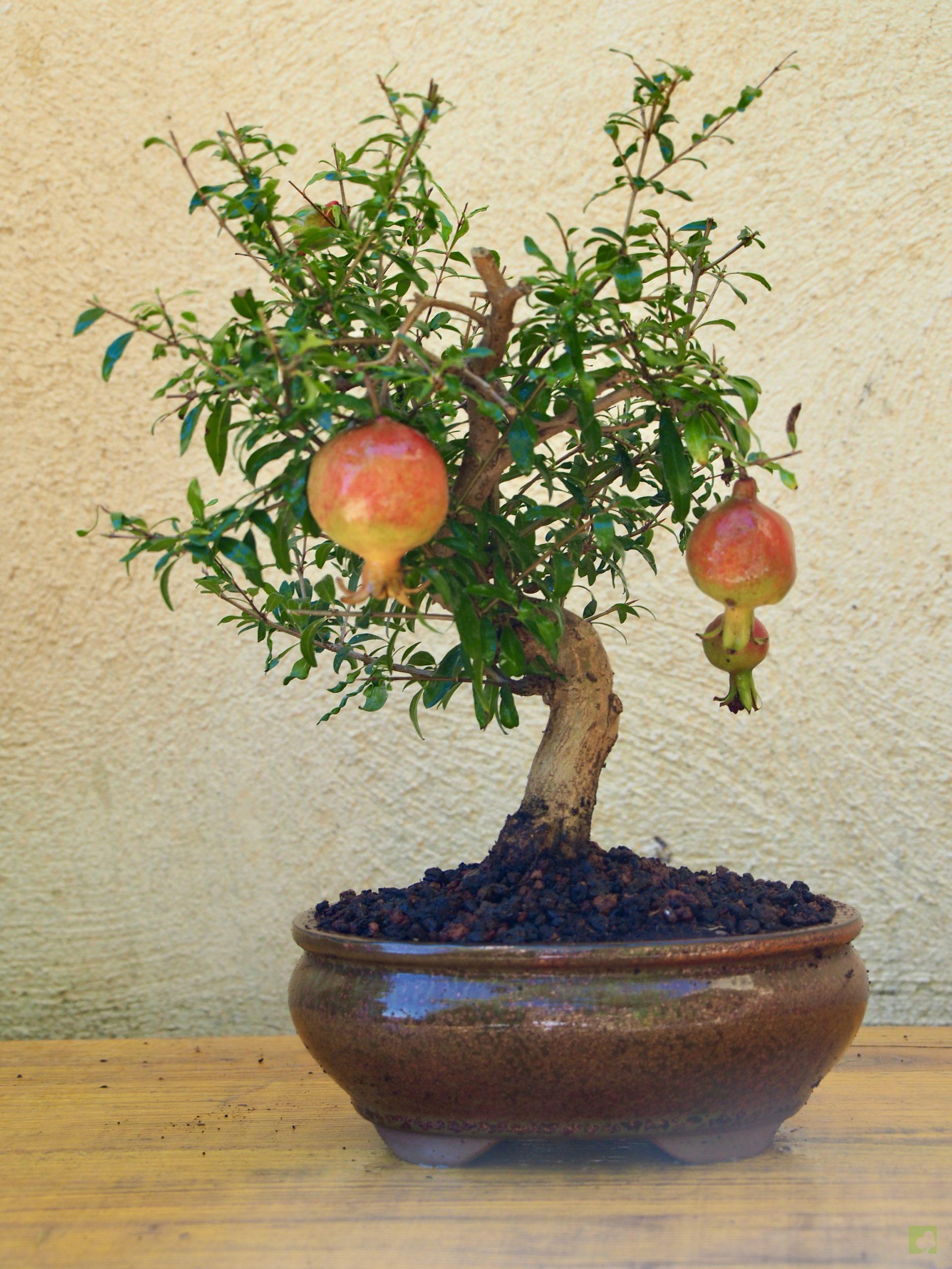 PUNICA GRANATUM 10511 (1)
