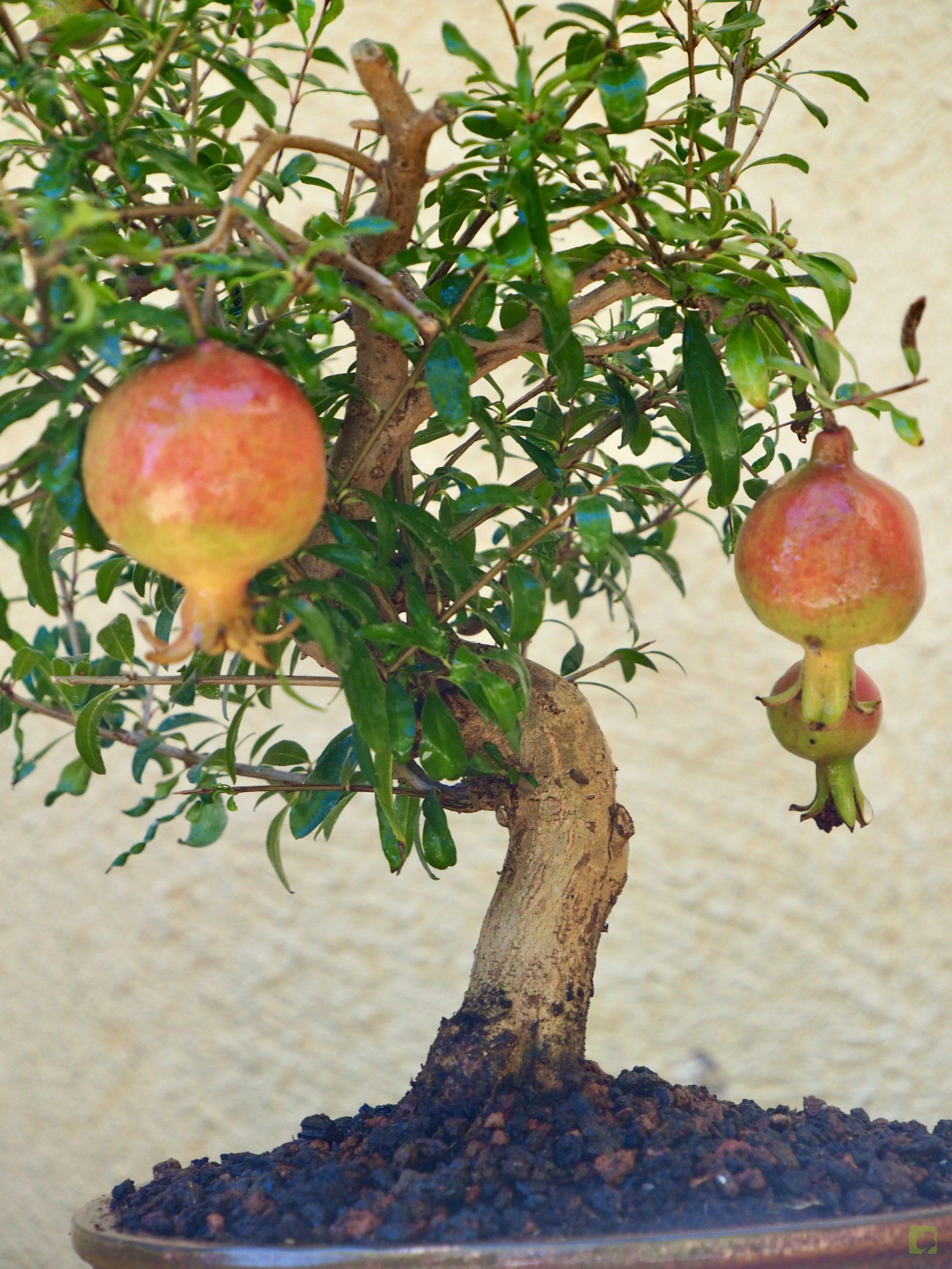 PUNICA GRANATUM 10511 (2)