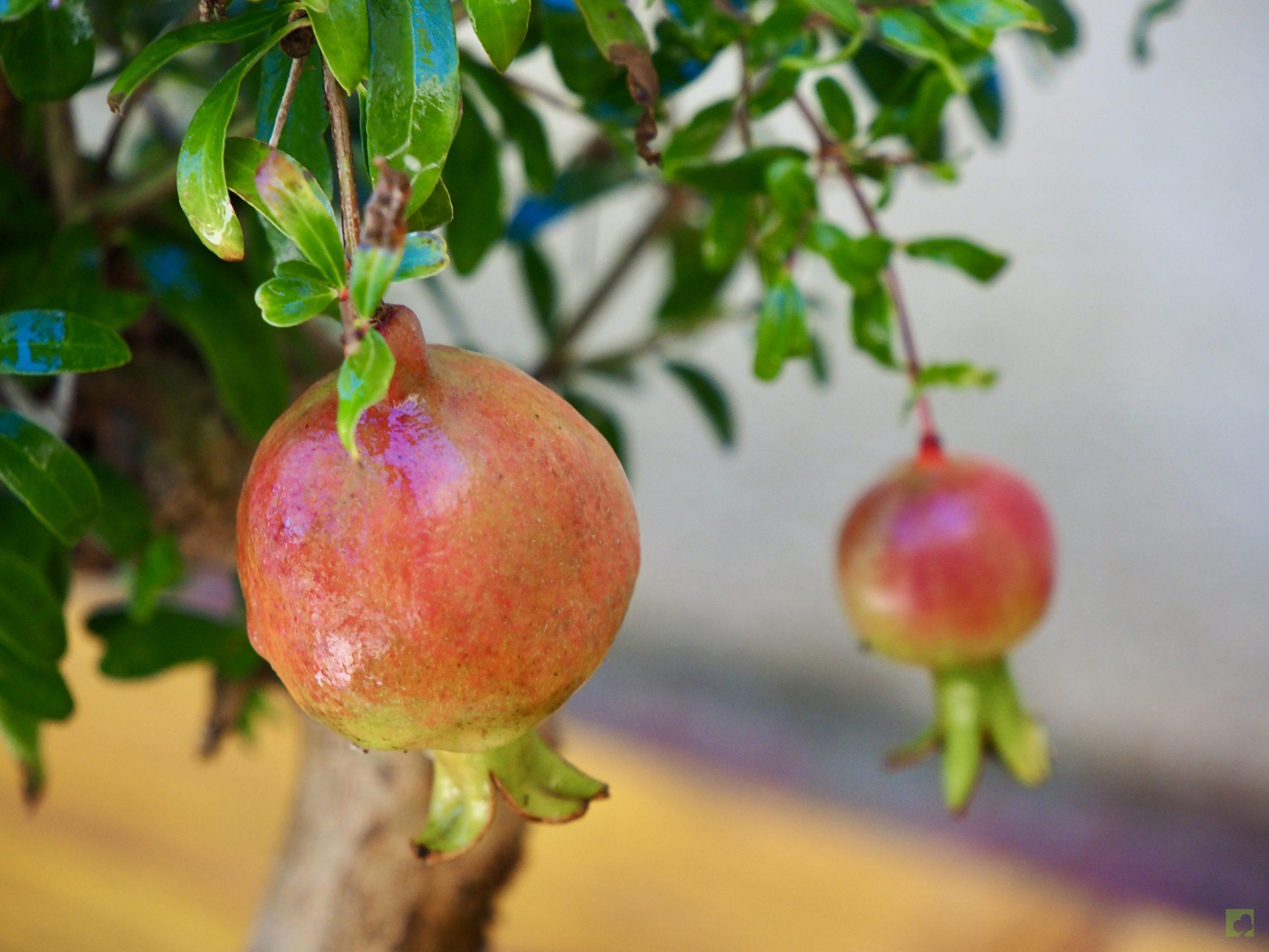 PUNICA GRANATUM 10511 (3)