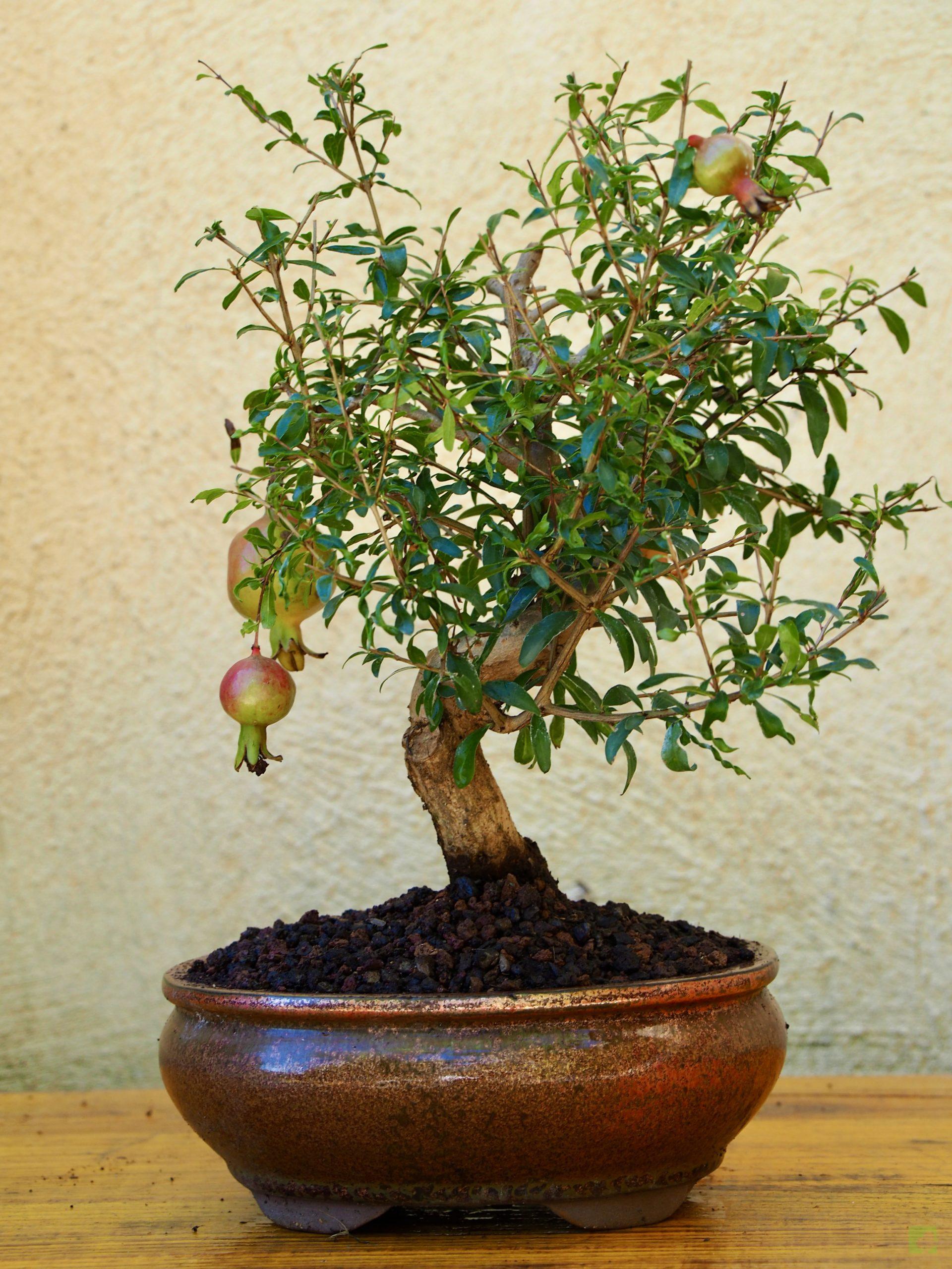 PUNICA GRANATUM 10511 (5)