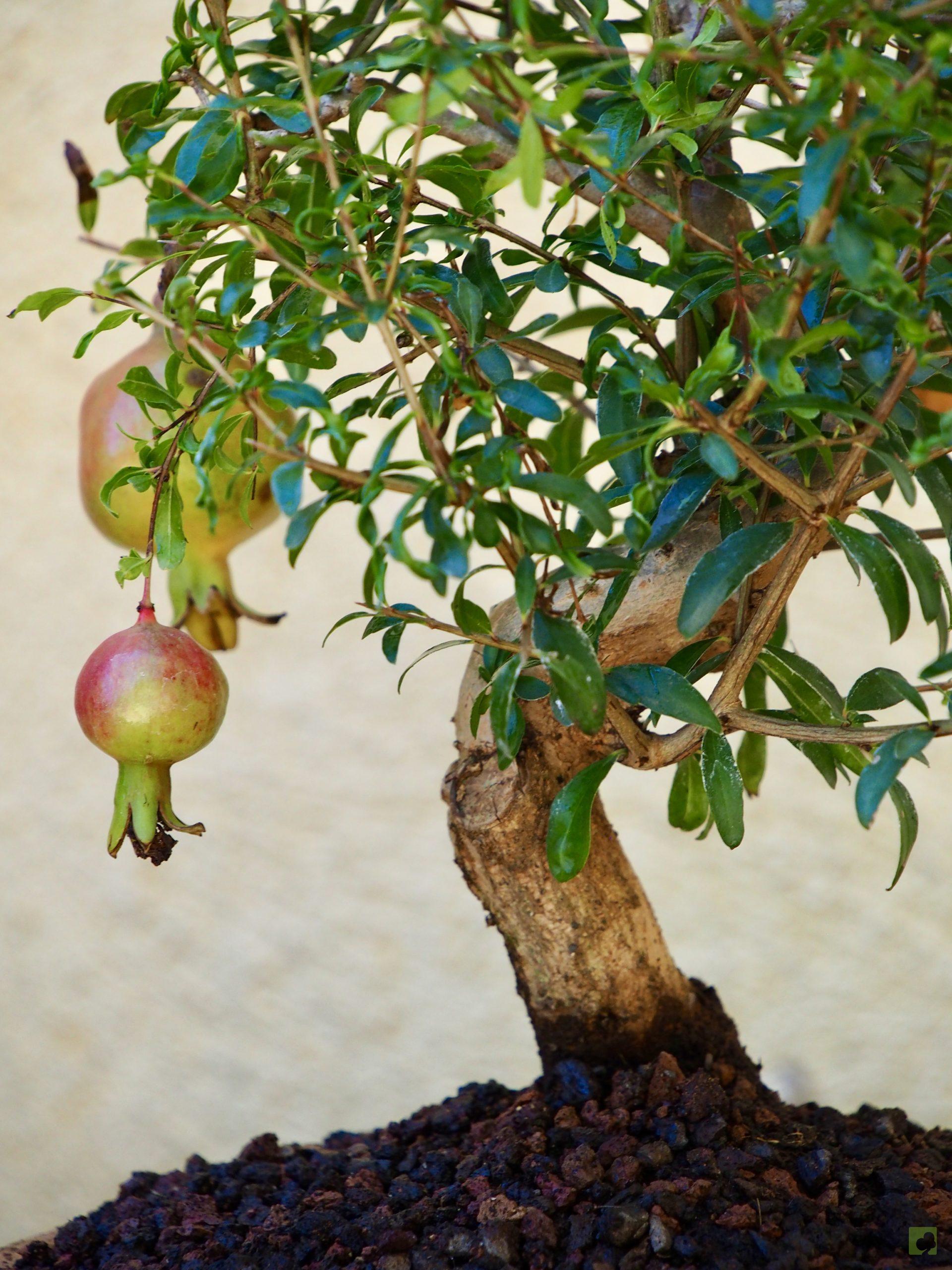 PUNICA GRANATUM 10511 (6)