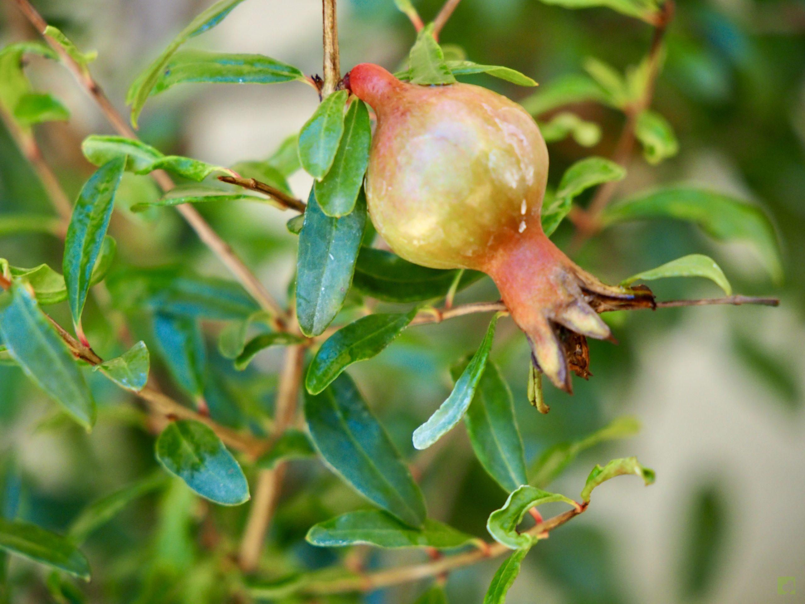 PUNICA GRANATUM 10511 (7)